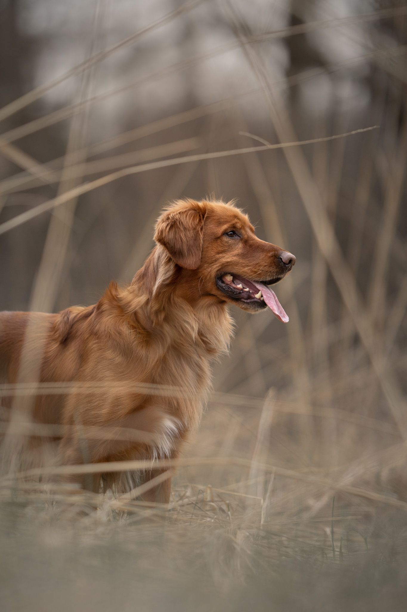 A golden retriever with reddish fur stands alert in tall grass on a misty day, looking off to the side.