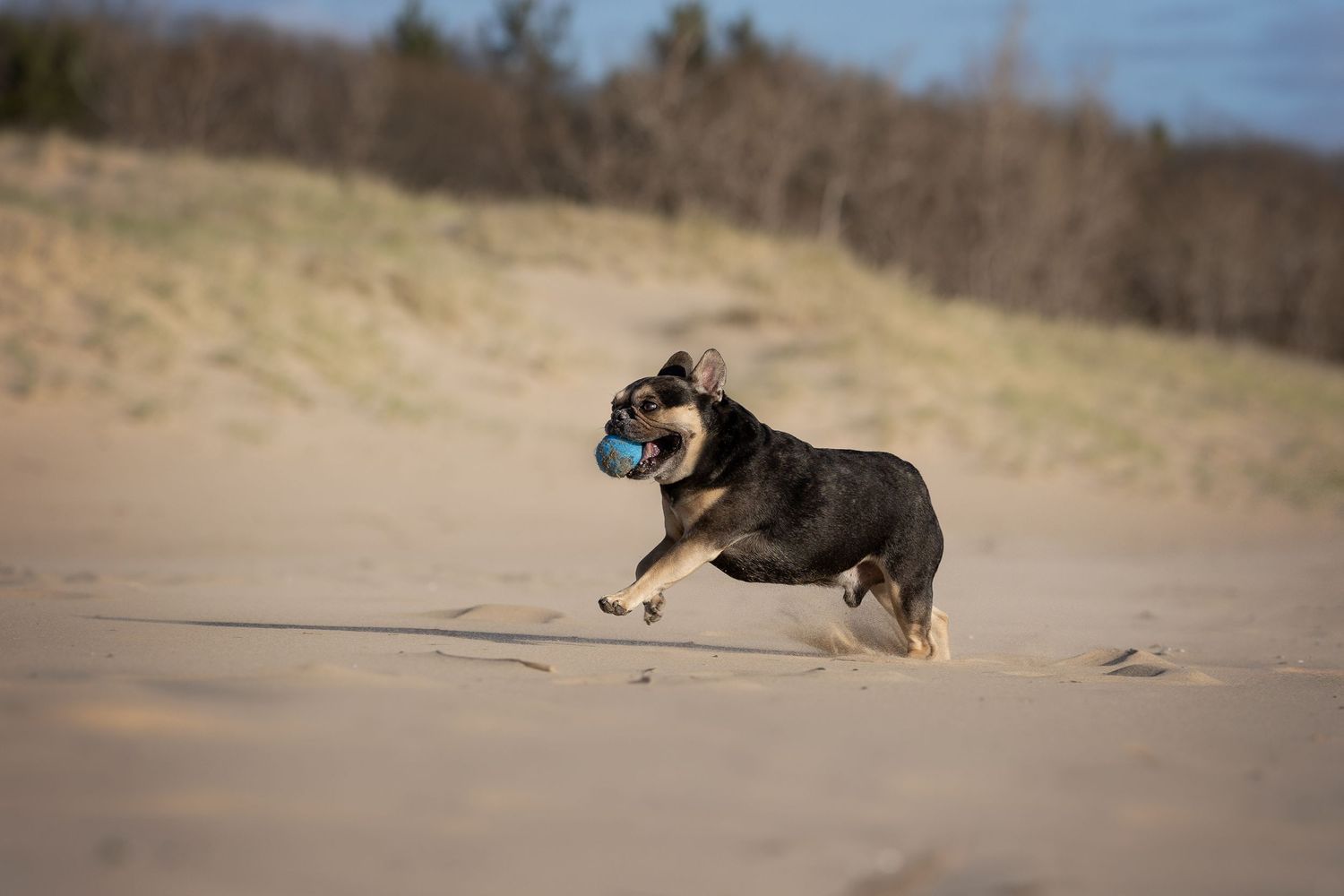 Black and tan dog running across a sandy beach with a blue ball in its mouth, with dunes and trees in the background.