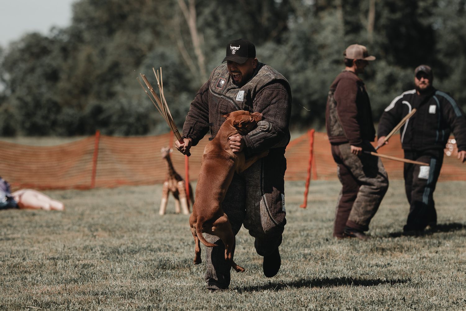 A man in protective gear carries a brown dog during an outdoor dog training competition on a grassy field.