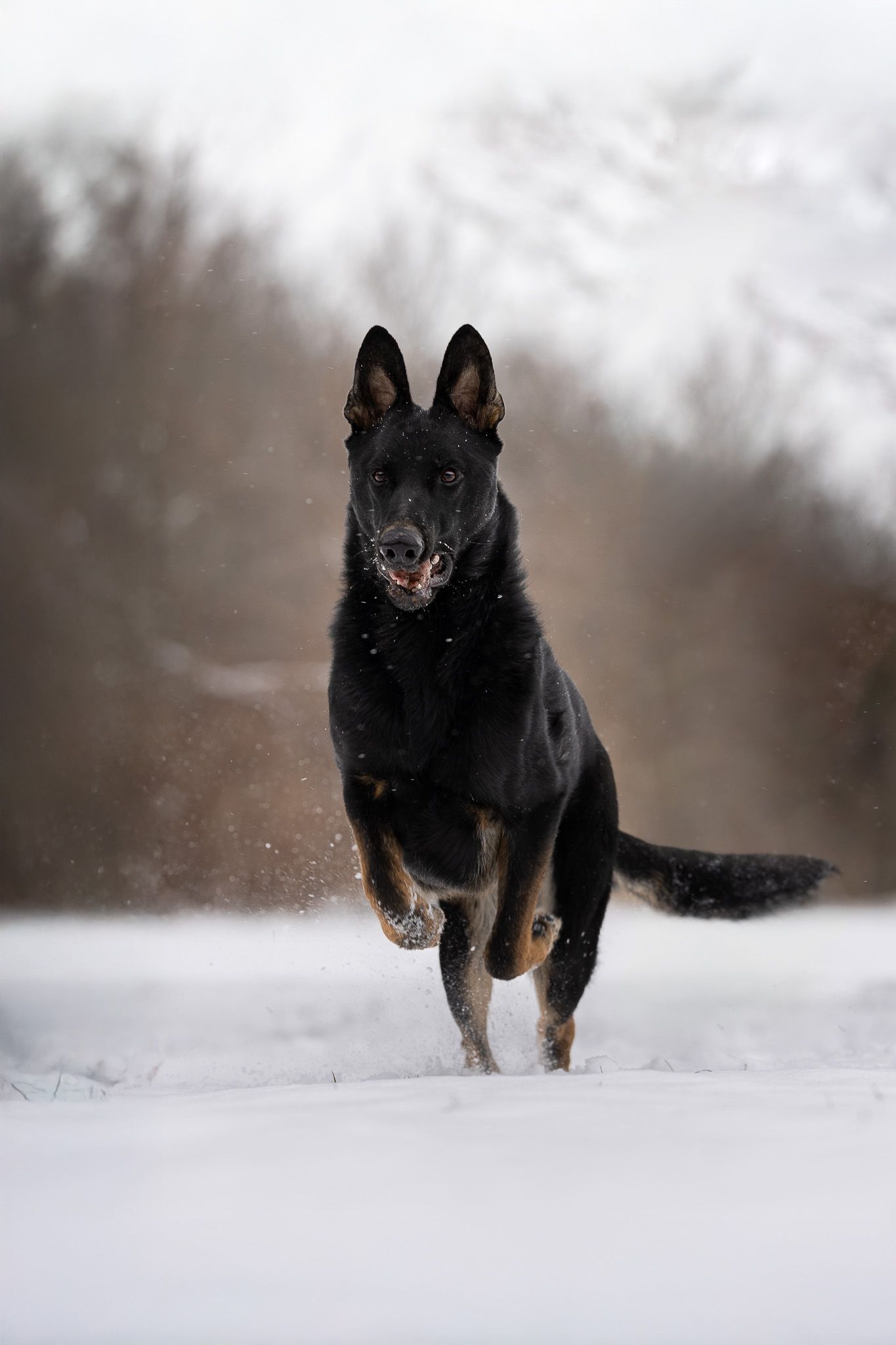 A black German Shepherd dog running energetically through deep snow on a winter day with blurred background.