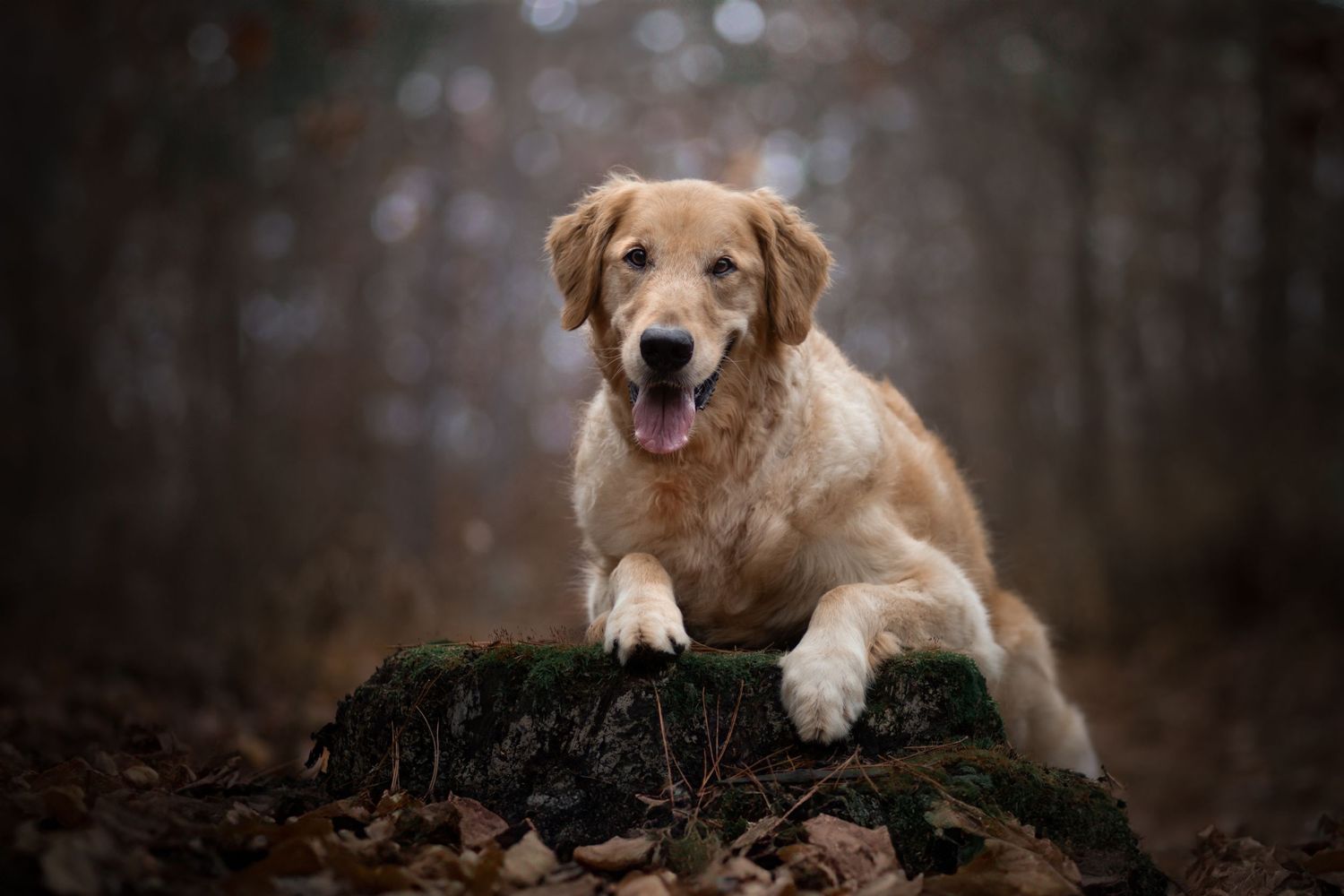 Golden retriever laying on mossy stump in autumn forest.