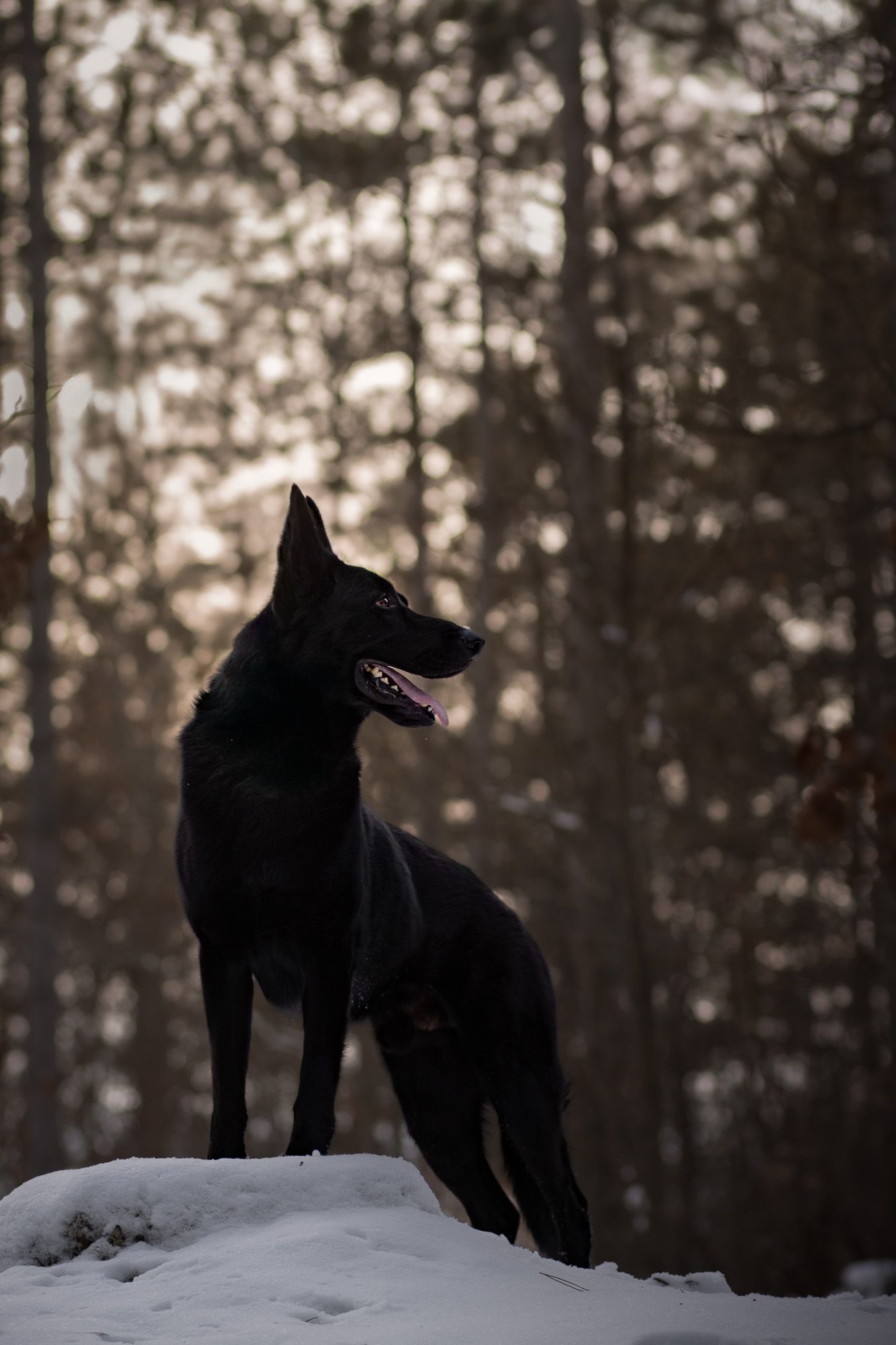 A black German Shepherd stands on a snowy hill overlooking a misty winter forest.
