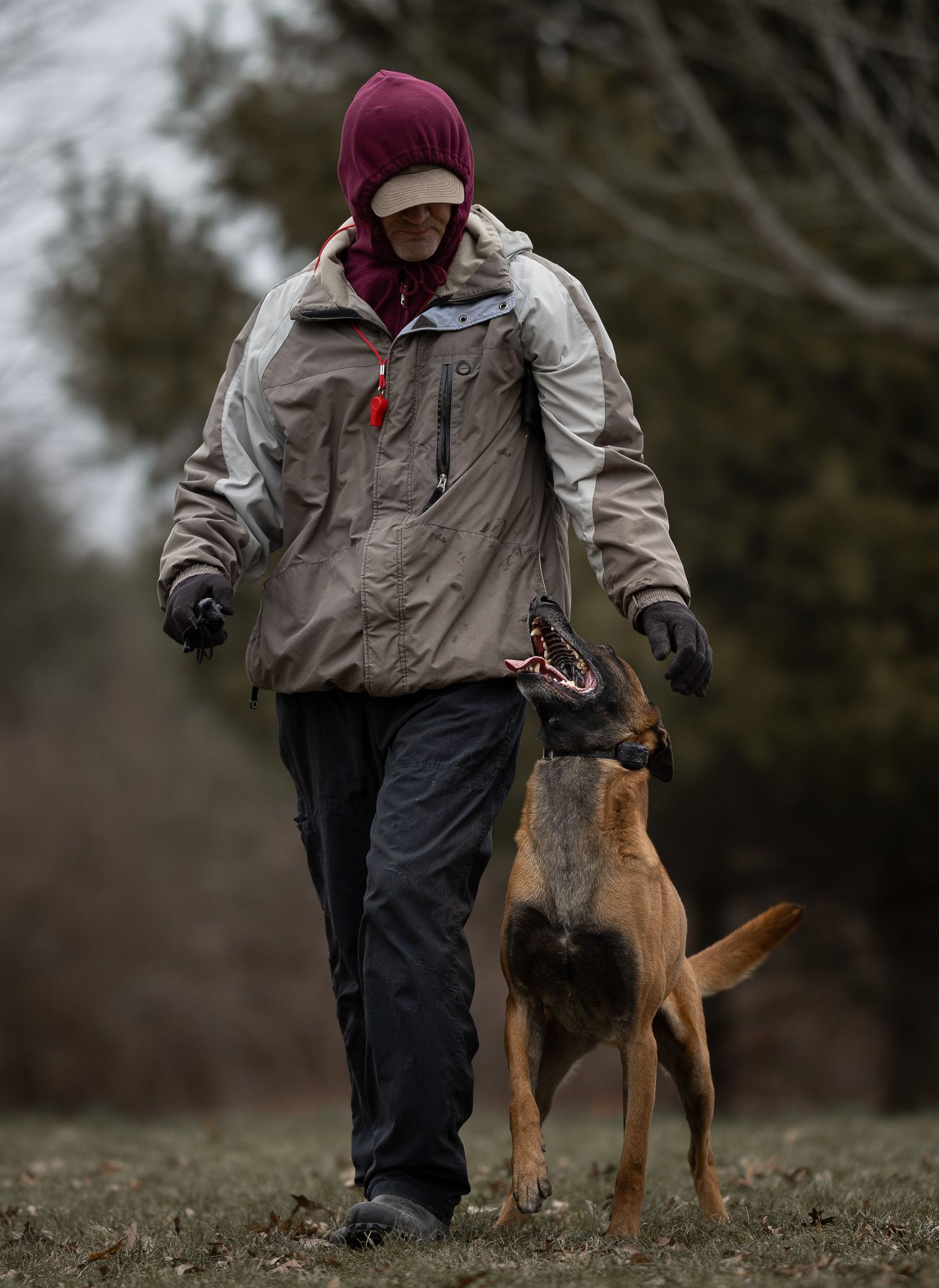 Person in hooded jacket walking with a Belgian Malinois dog on grass in cold weather.