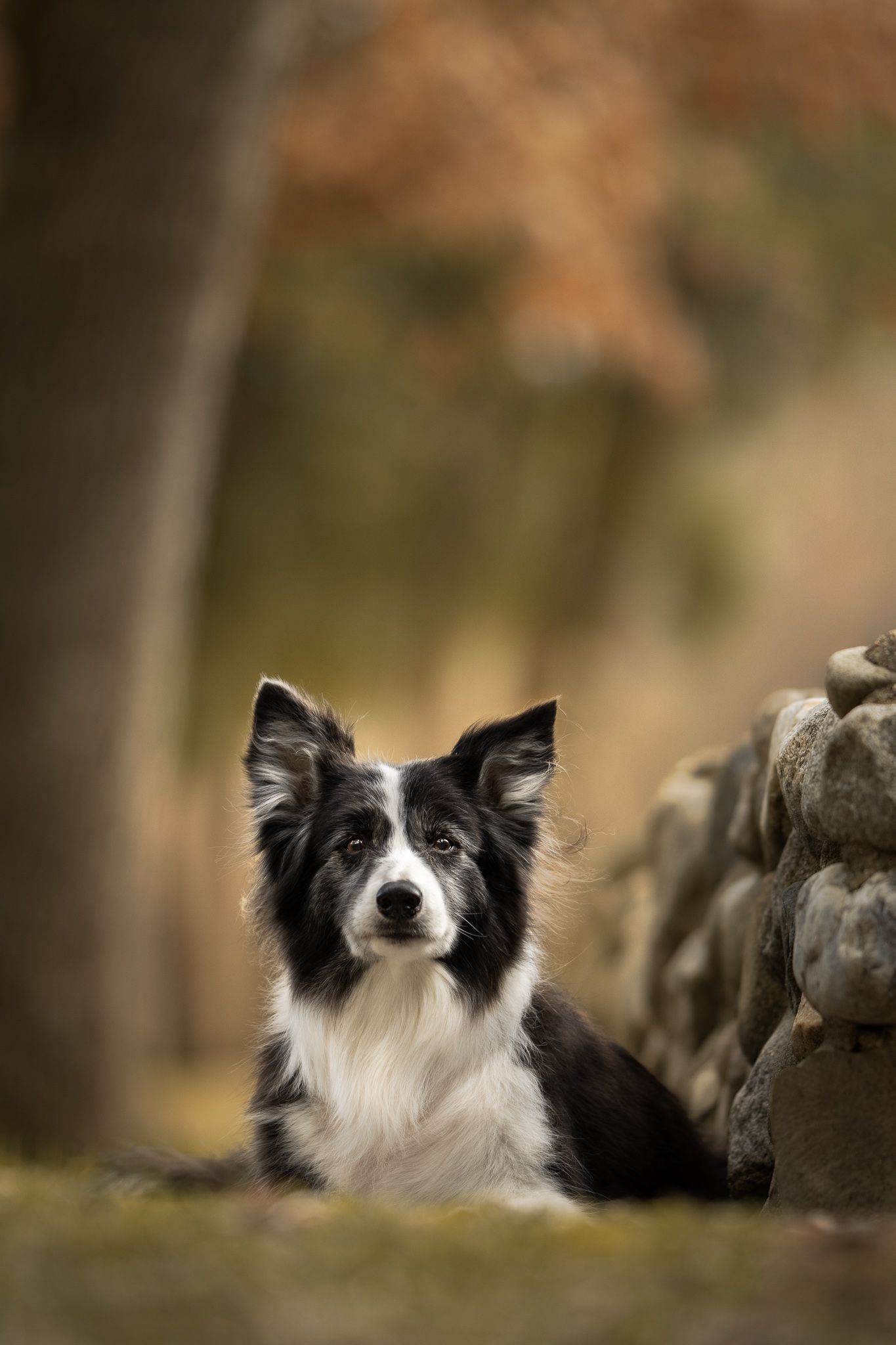 Border Collie dog resting among rocks in autumn setting with black and white fur.