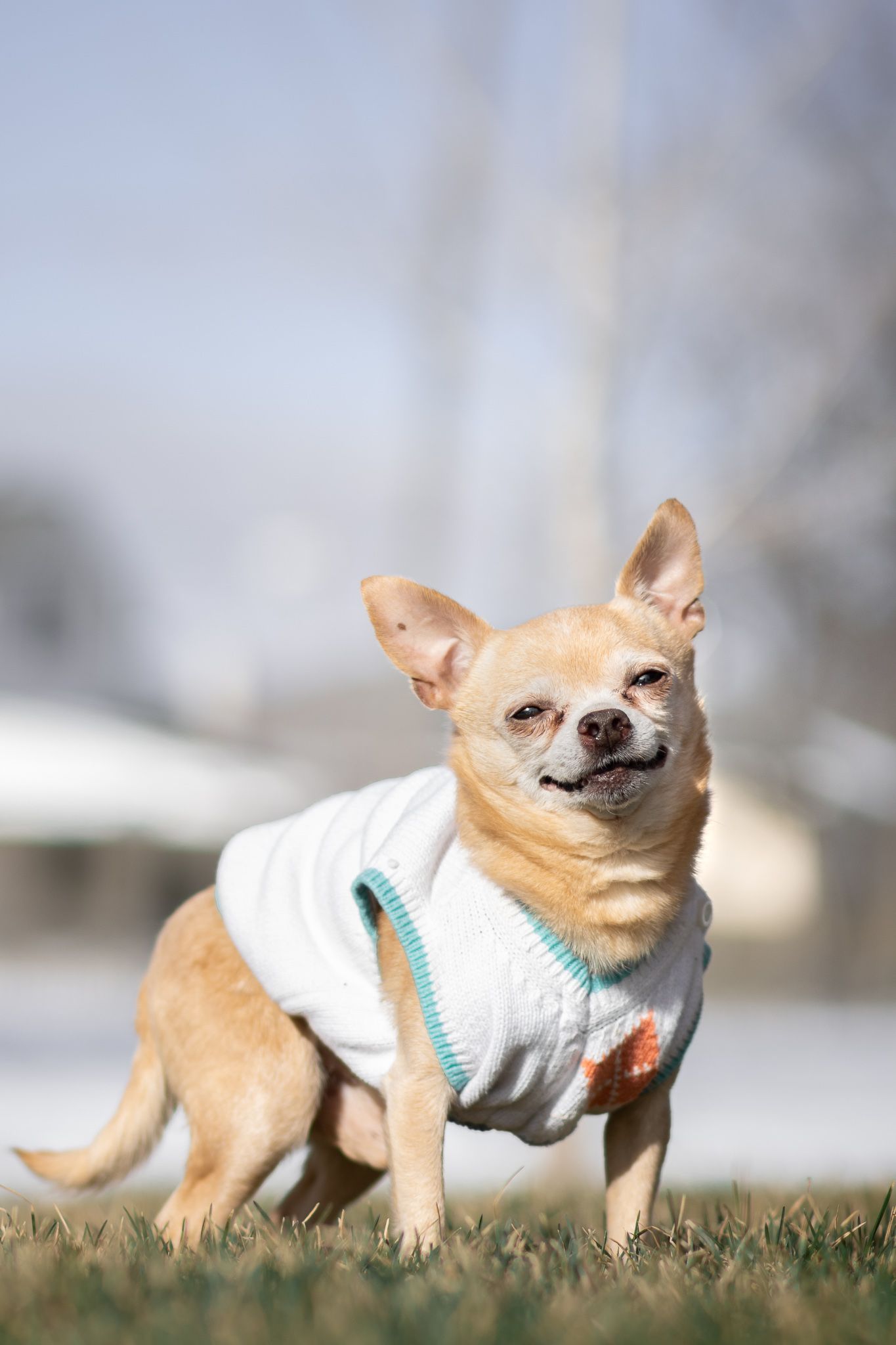Small tan Chihuahua wearing a white sweater plays and poses on grass in a series of playful shots.