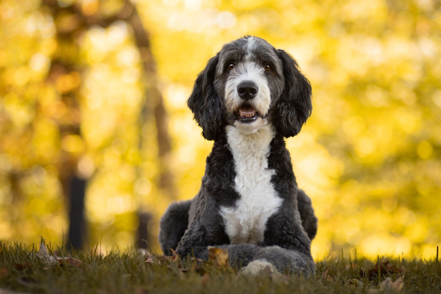 A black and white poodle mix sits regally against vibrant yellow autumn foliage.