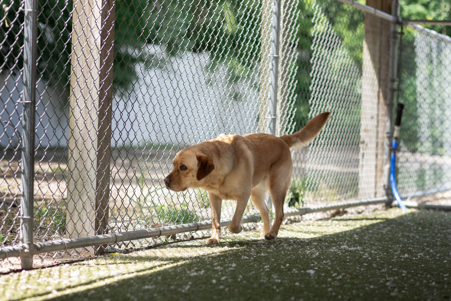 A yellow Labrador Retriever walks along a chain-link fence in a sunny outdoor dog kennel or park.