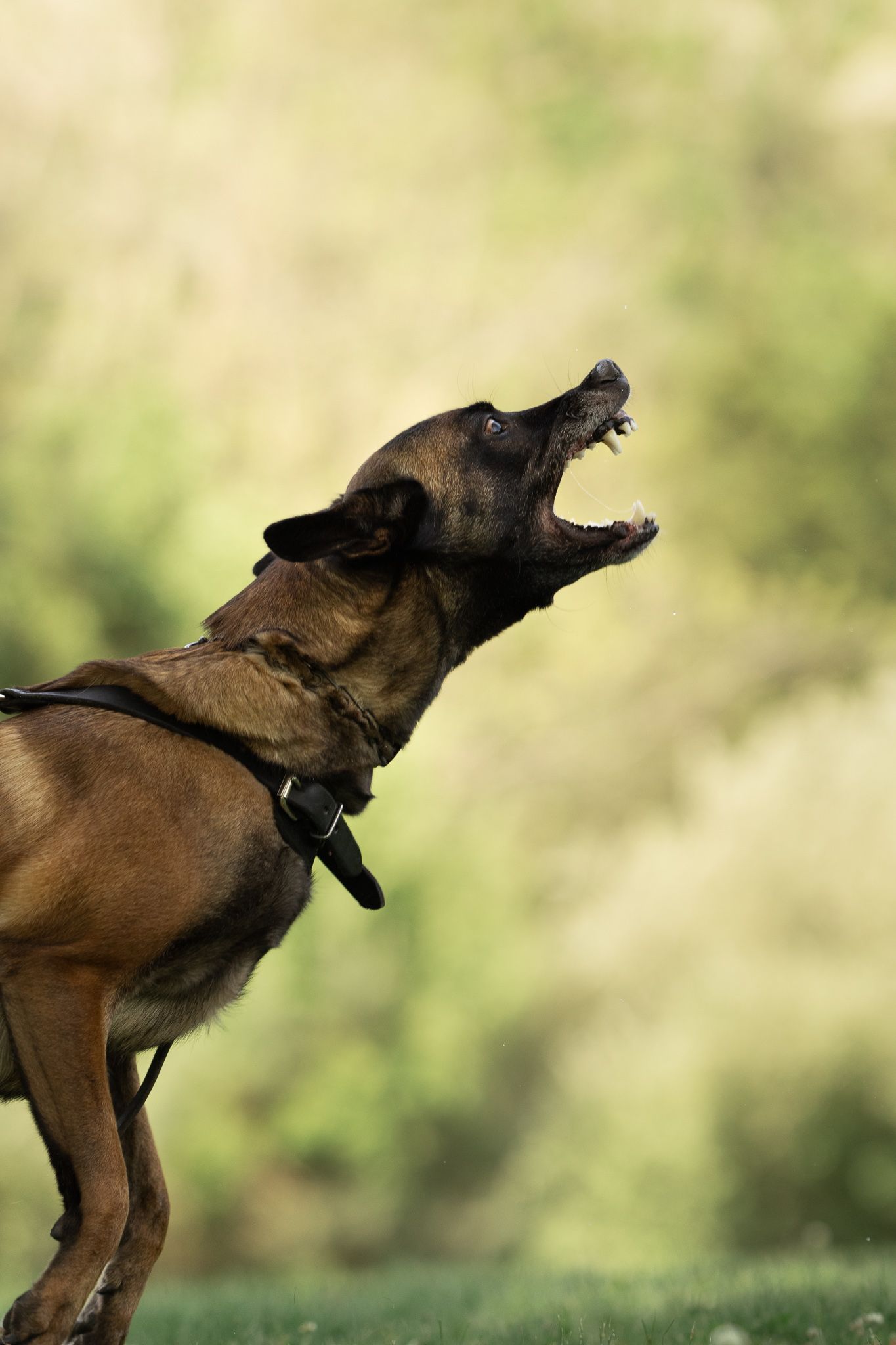 A sequence of photos showing a Belgian Malinois dog jumping and catching a ball in mid-air.