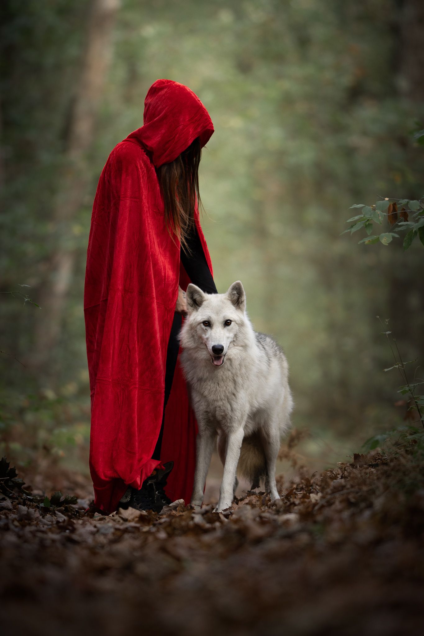 A figure in a red cloak stands beside a majestic white wolf in a misty forest setting.