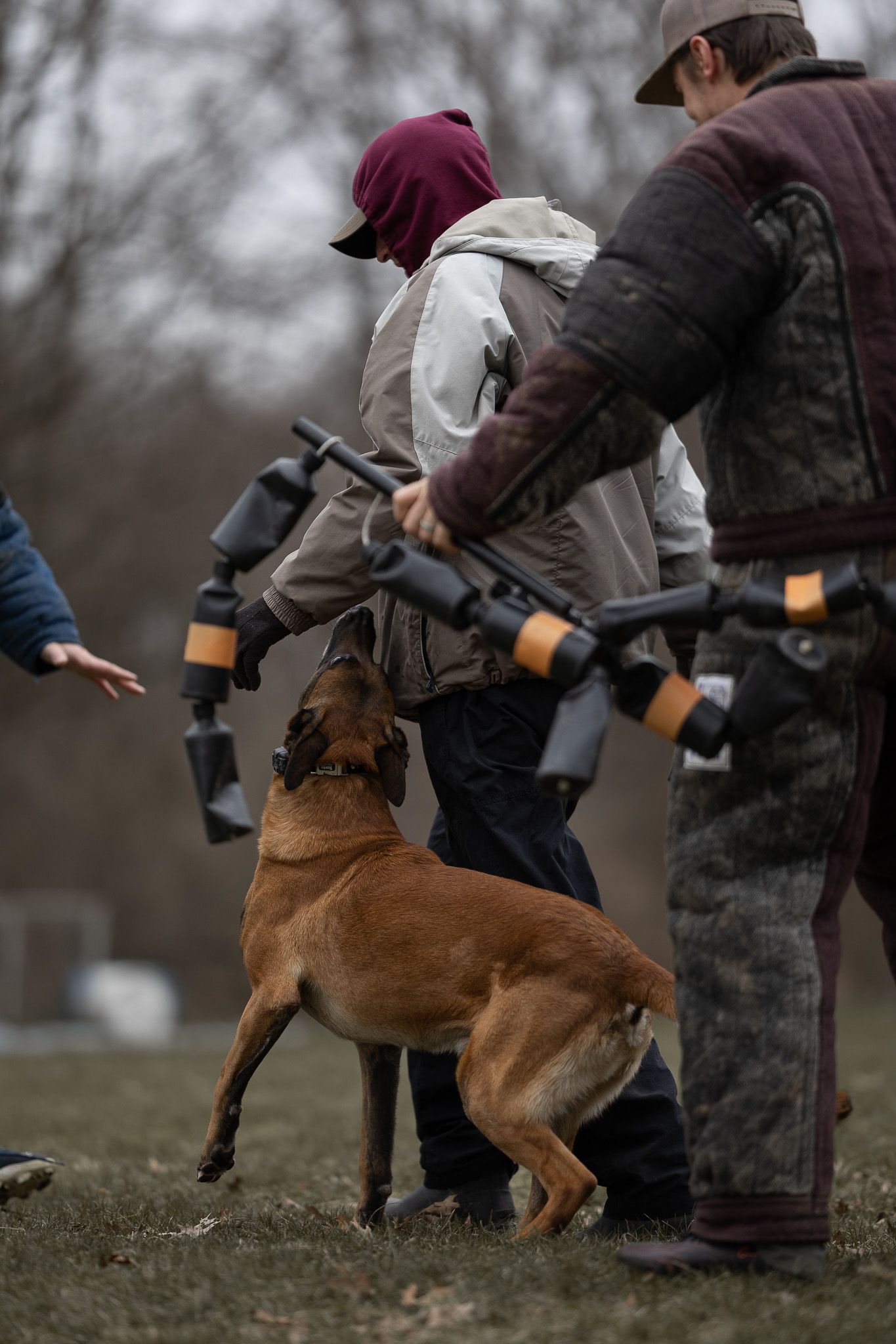 Dog trainer with Belgian Malinois during outdoor training session with handlers holding bite sleeves in overcast conditions.
