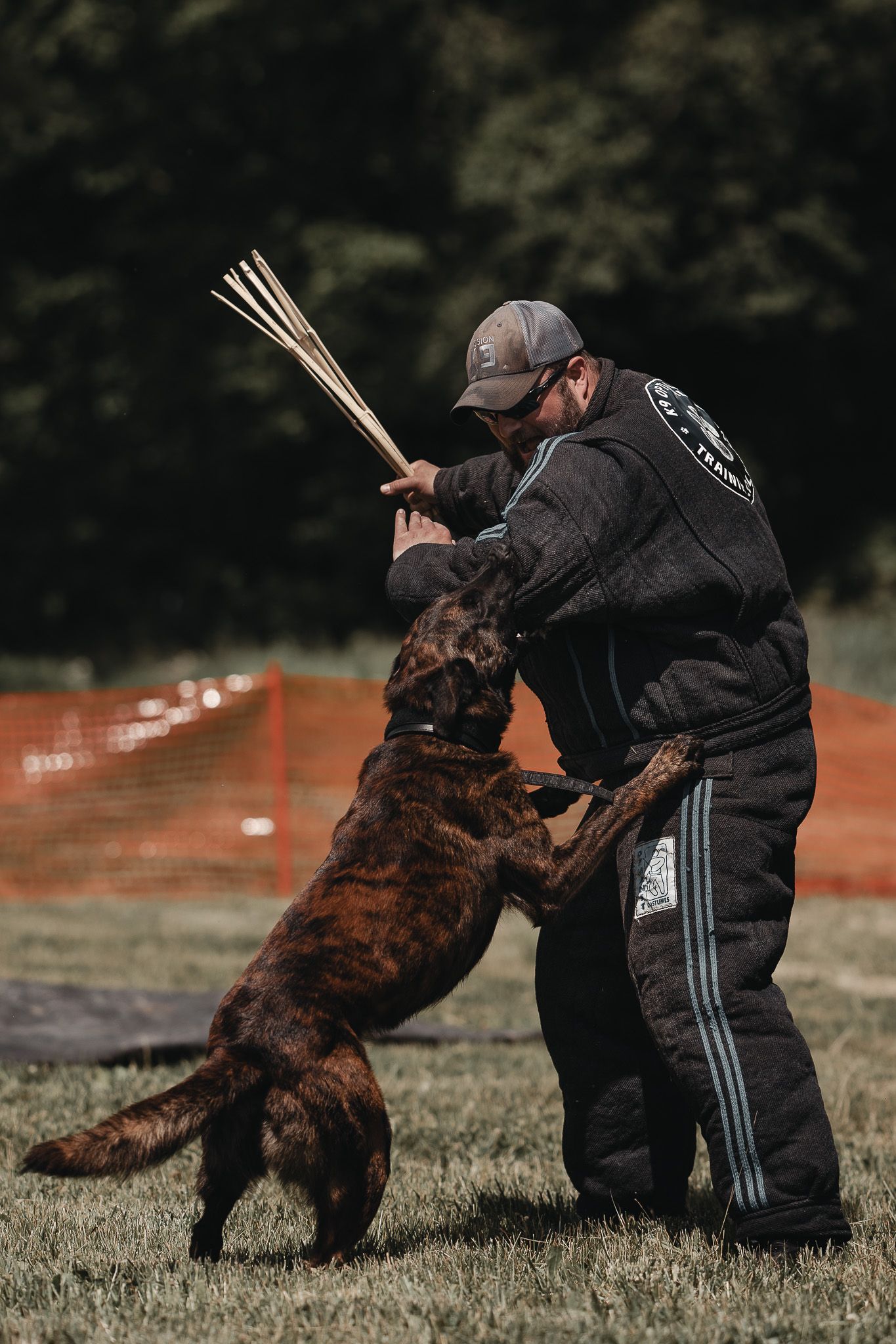 Dog trainer in protective suit working with a dark brown Belgian Malinois during an outdoor K9 training session.