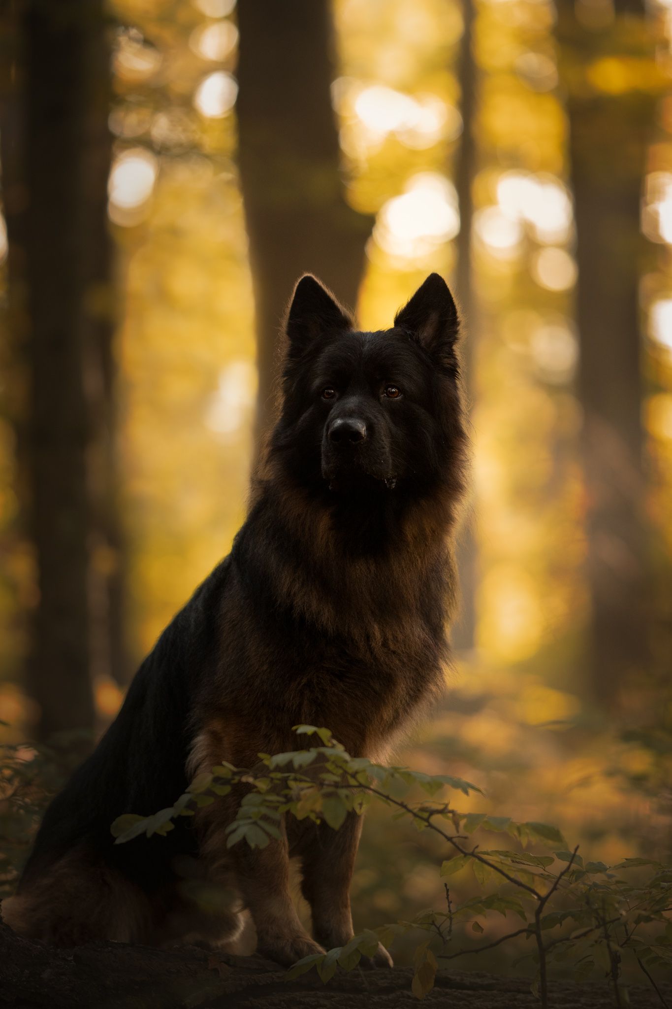 Black dog sits attentively in autumn forest with golden bokeh lights and fallen leaves in background.