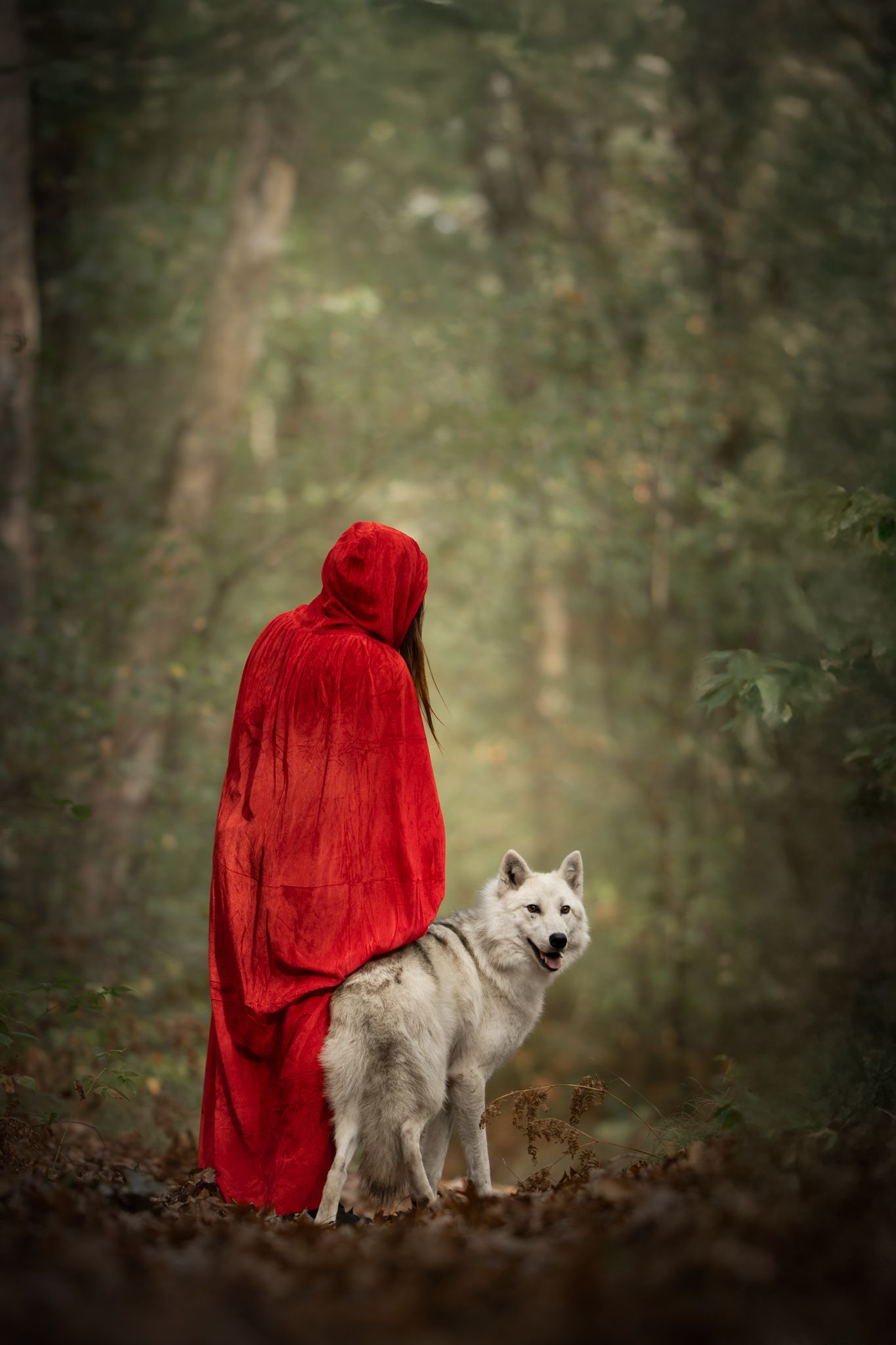 A series of four moody forest photos showing a figure in a red cloak and a white wolf, reminiscent of Little Red Riding Hood.