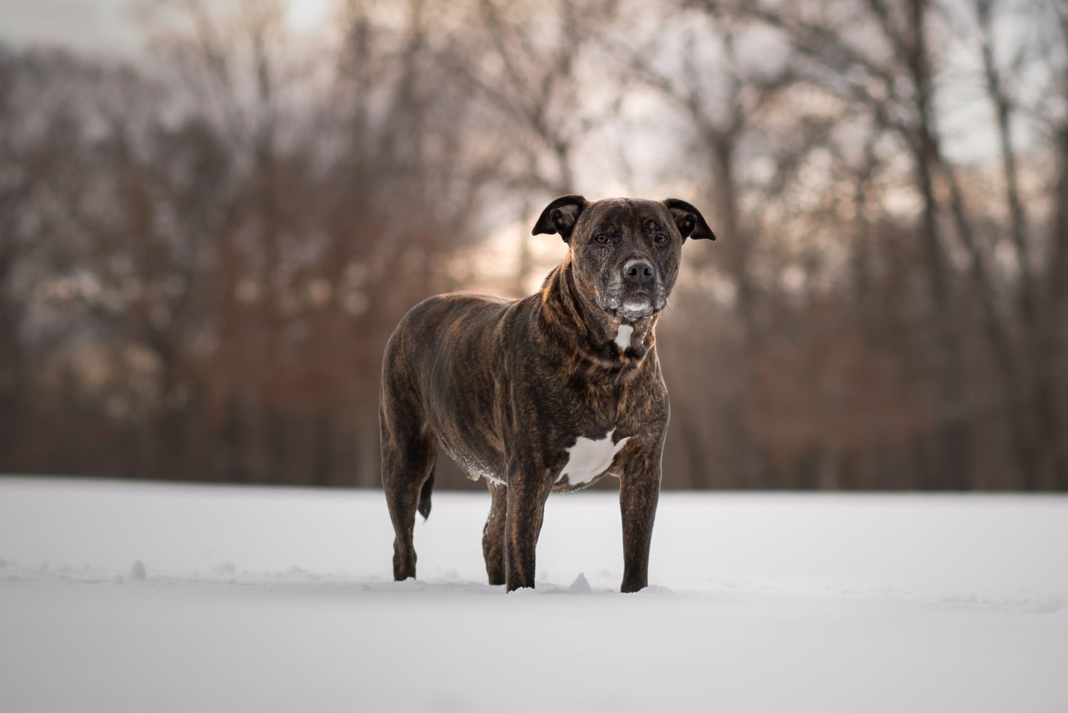 Strong brindle pitbull standing proudly in snowy field with winter trees behind.