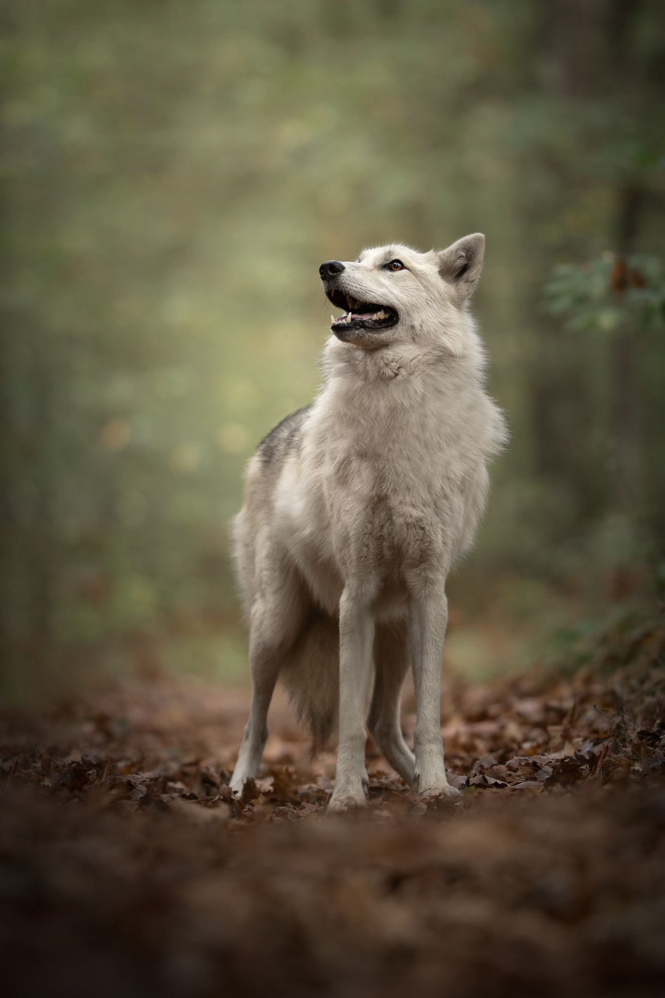 Arctic fox with white fur stands alert in fallen autumn leaves against a soft blurred forest background.