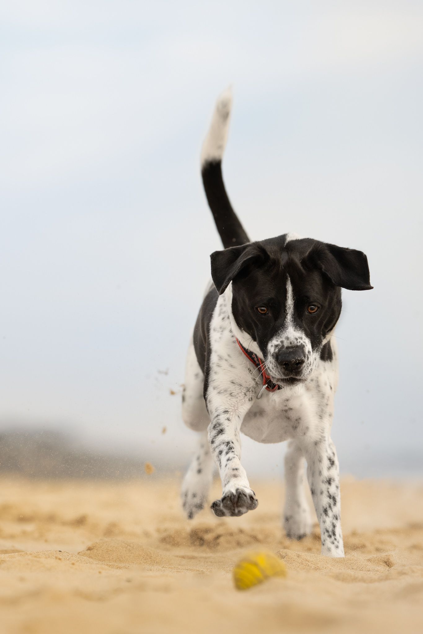 A black and white spotted dog jumps playfully on the beach while chasing a yellow ball.