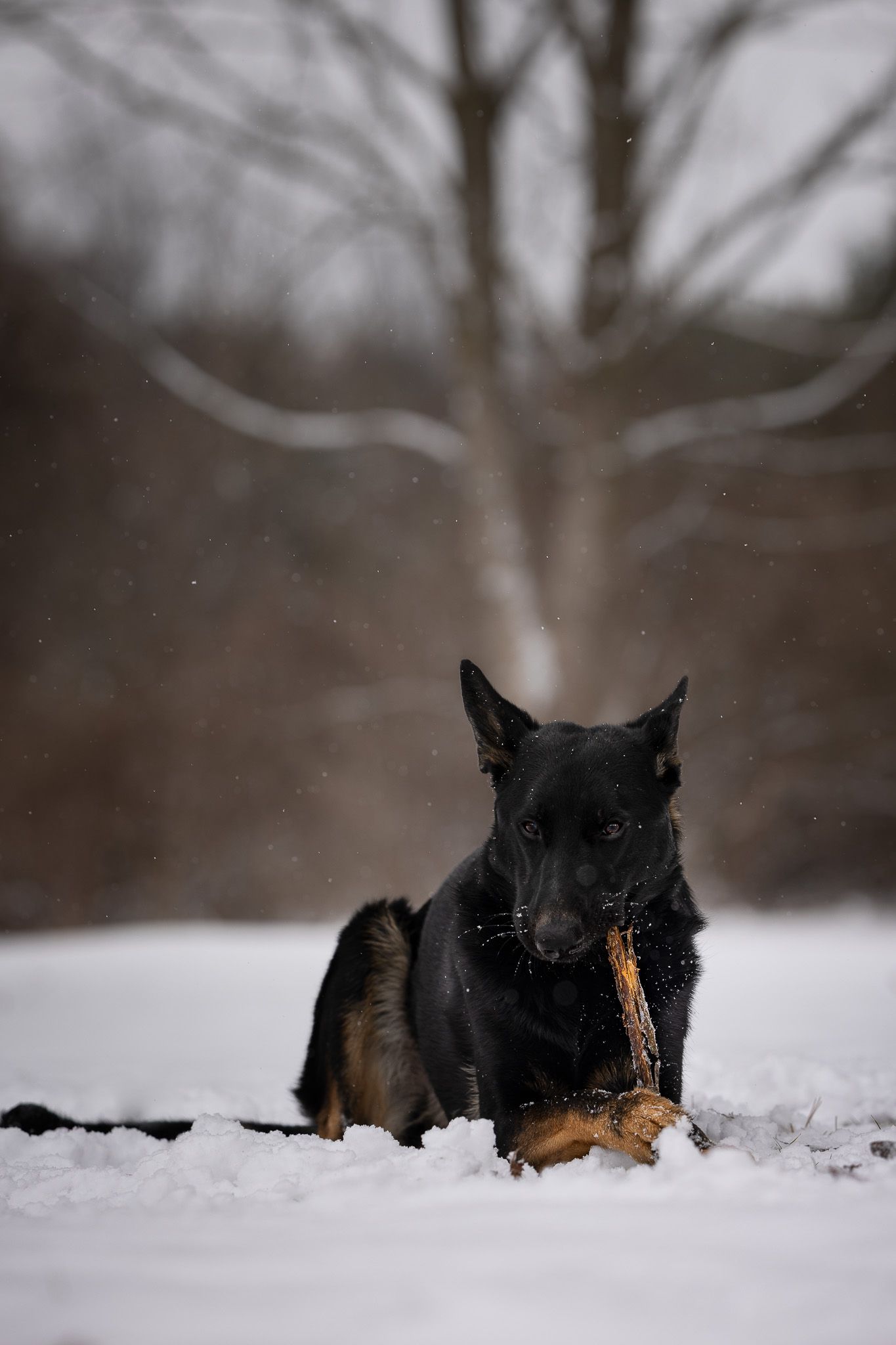 A black and tan dog lies low in deep snow during winter, creating a panoramic sequence of movement through the snowdrift.