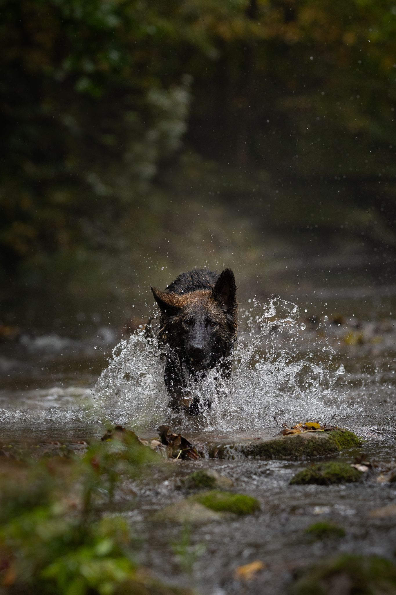 A dark German Shepherd dog runs through a shallow forest stream, splashing water as it charges toward the camera past mossy rocks.
