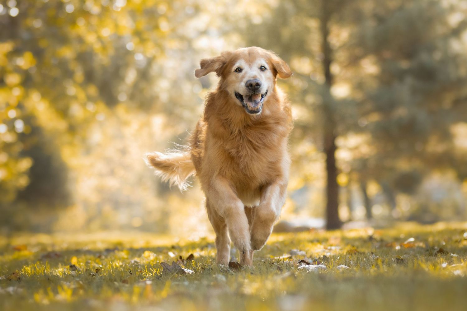 A golden retriever runs happily through a sunny autumn field with golden bokeh.