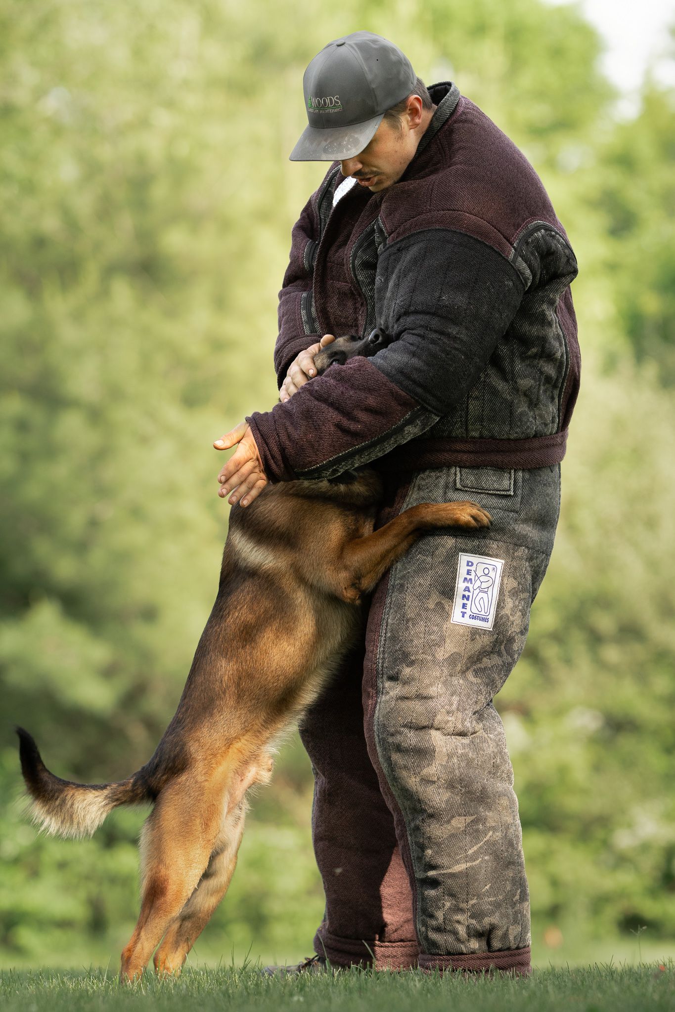 Sequence of police K9 training exercises with handler demonstrating protection techniques.