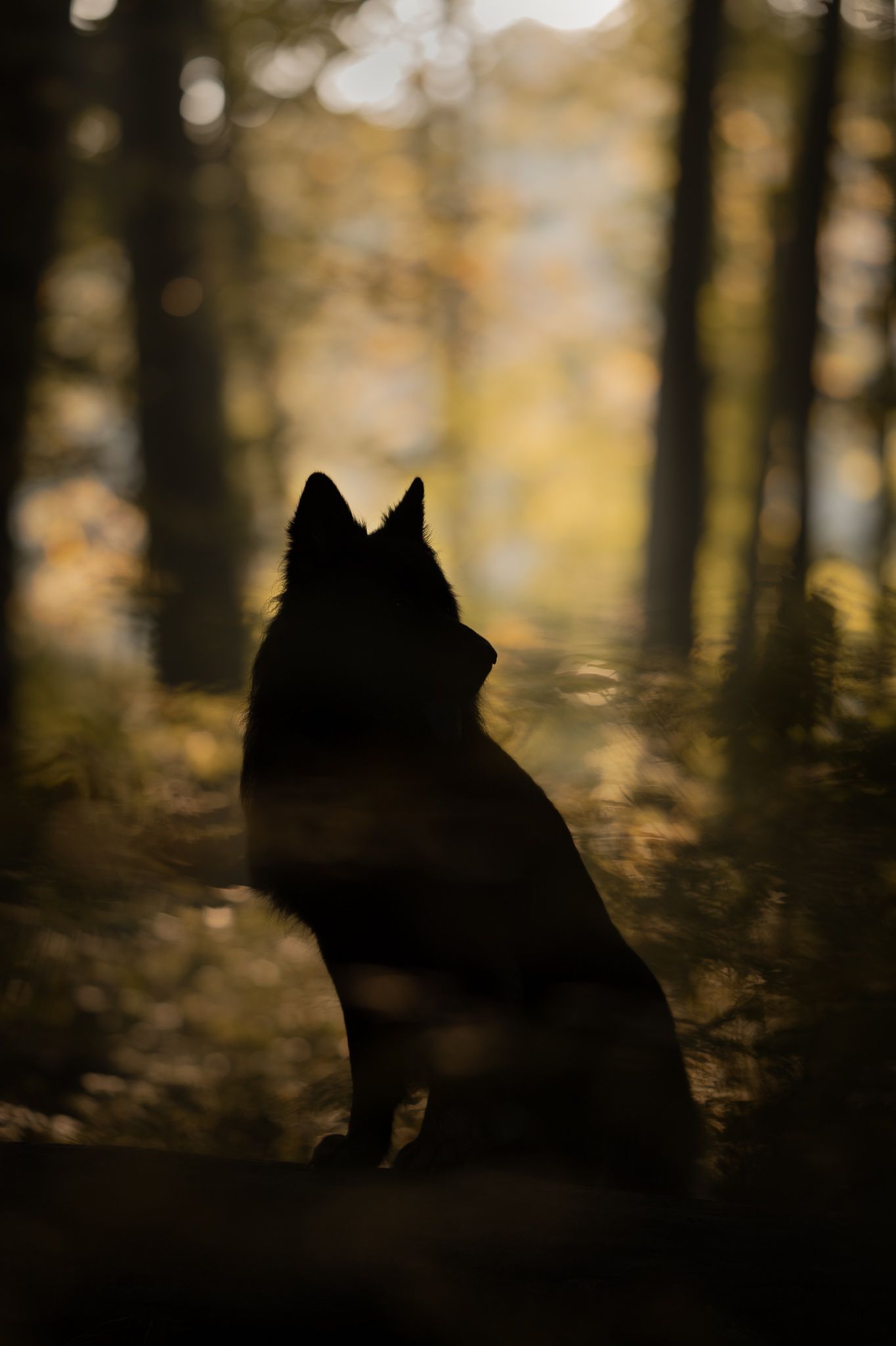 Silhouette of a wolf in a dark forest with golden bokeh light filtering through the trees.