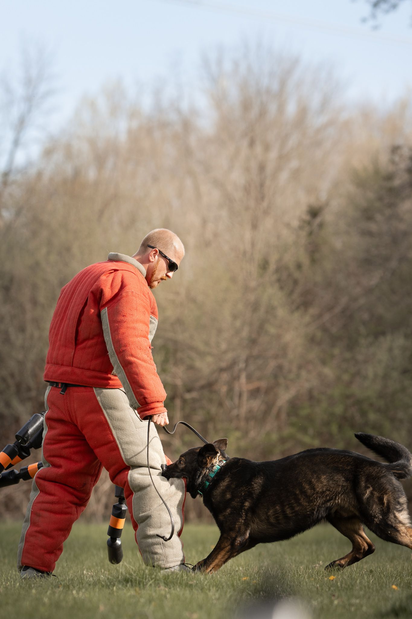 A dog training sequence showing a German Shepherd lunging at a padded training sleeve during protection work exercises.