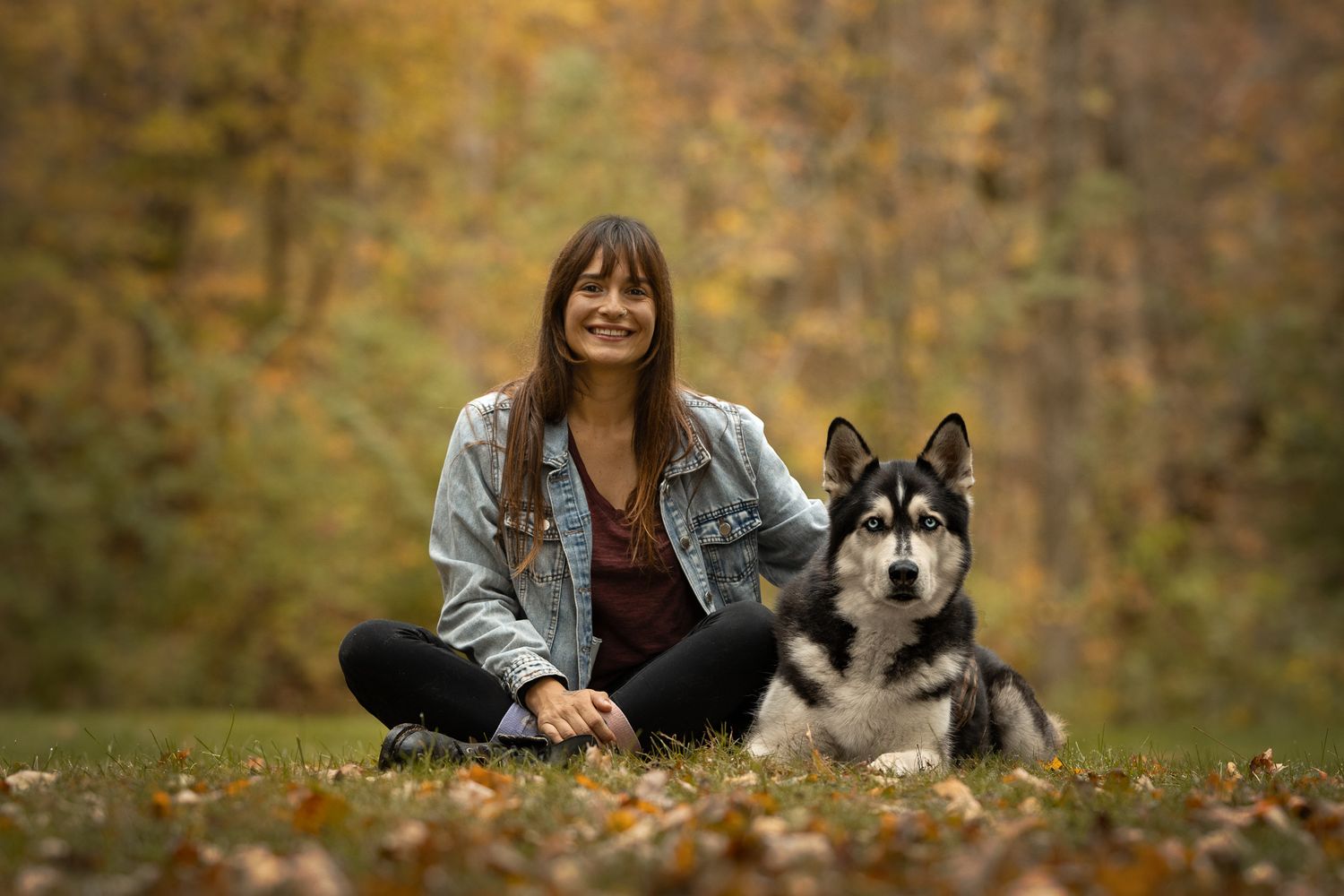 A husky dog sits in autumn leaves with someone in a denim jacket during a fall photo session.