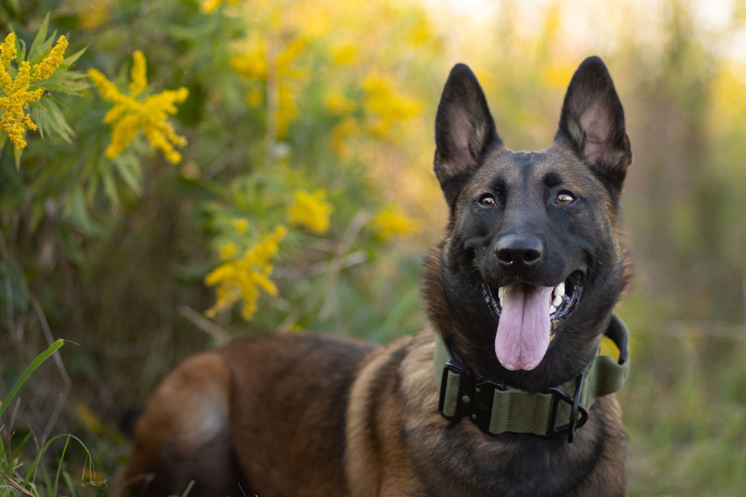 Belgian Malinois dog sits happily among yellow wildflowers in natural setting.