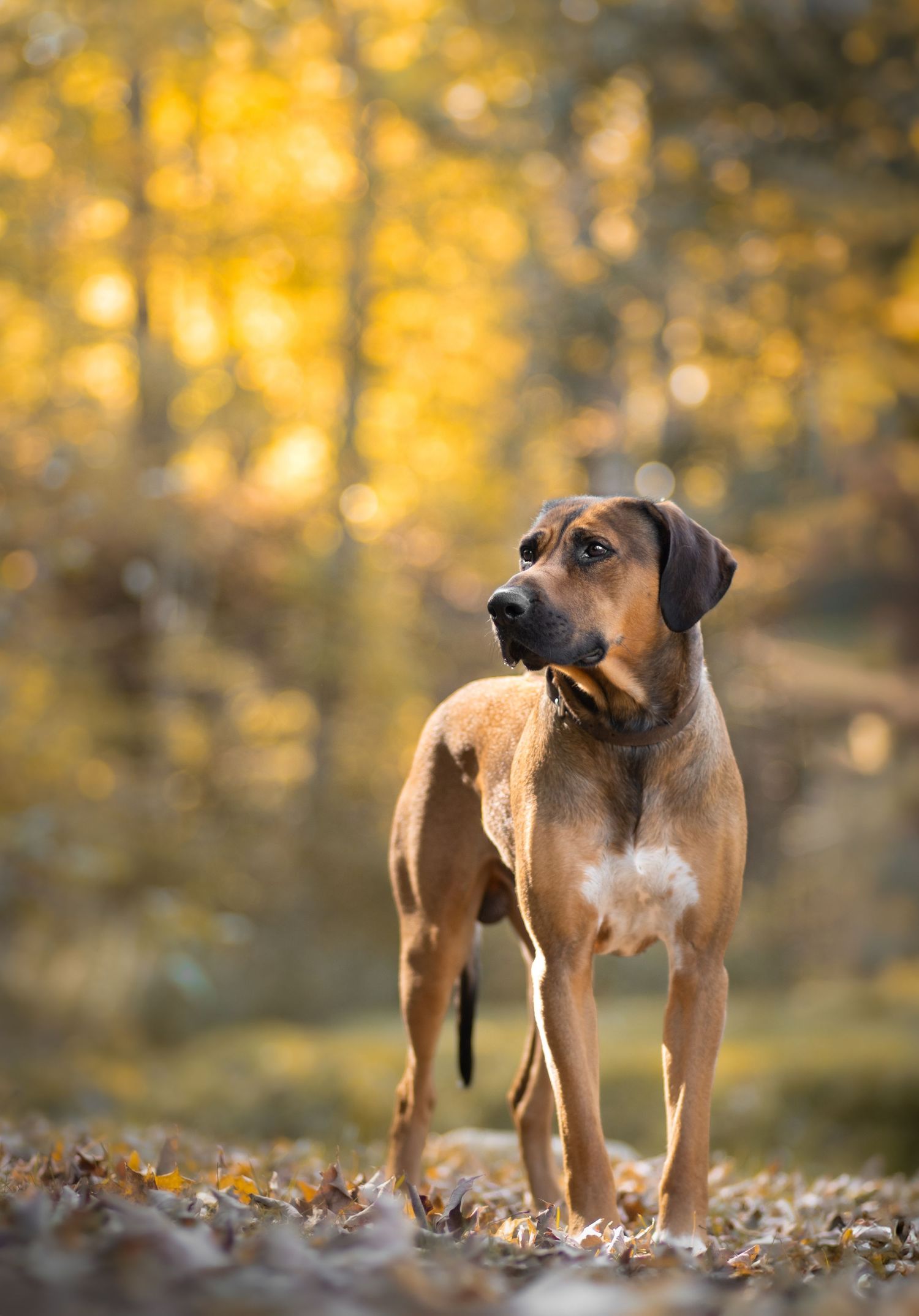 Rhodesian ridgeback standing proudly among fallen leaves with autumn colors in background.