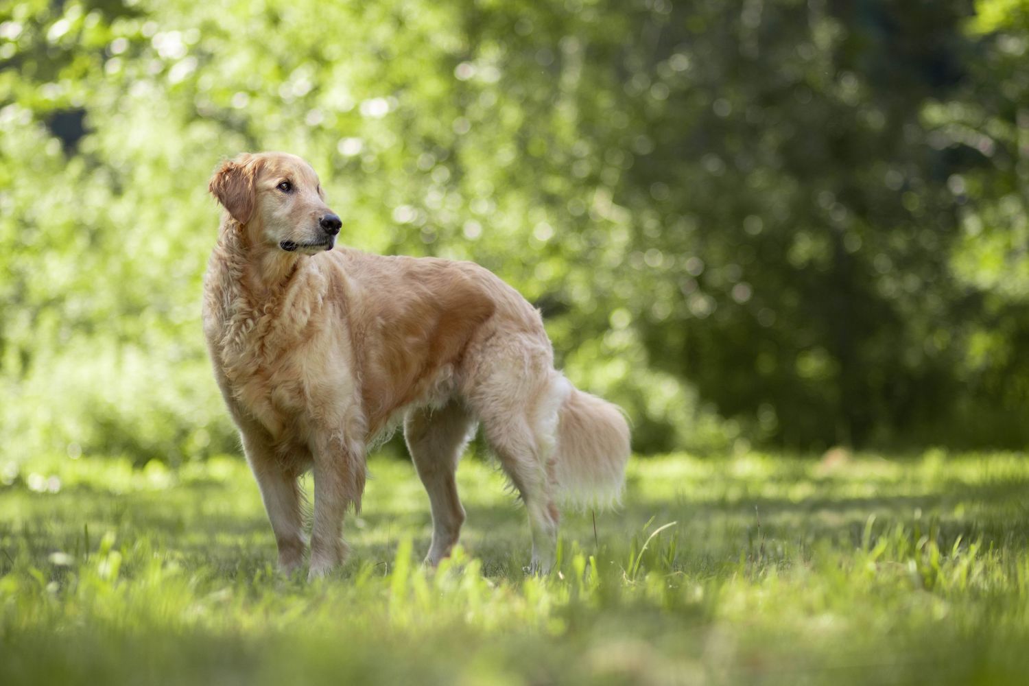 Golden Retriever standing attentively in green grass with soft focus natural background.
