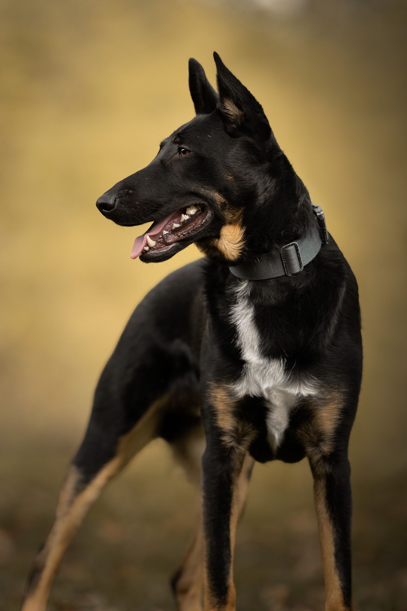 A black and tan dog stands alert with its head turned in profile against a blurred golden background.