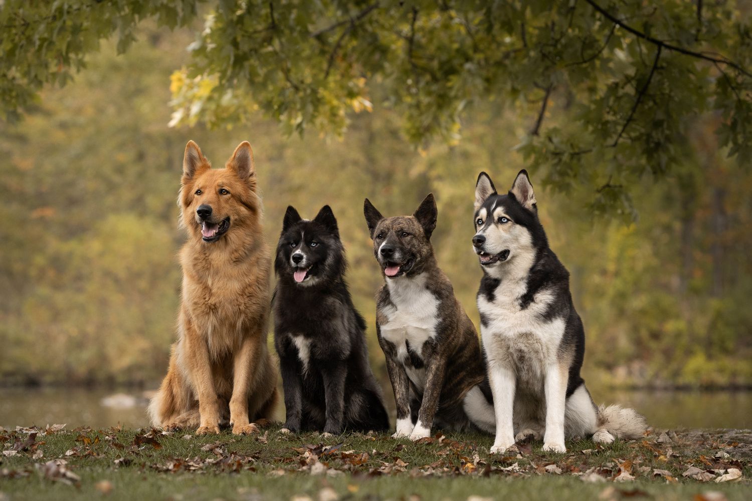 A group of beautiful Husky and German Shepherd dogs sitting together outdoors in an autumn setting.