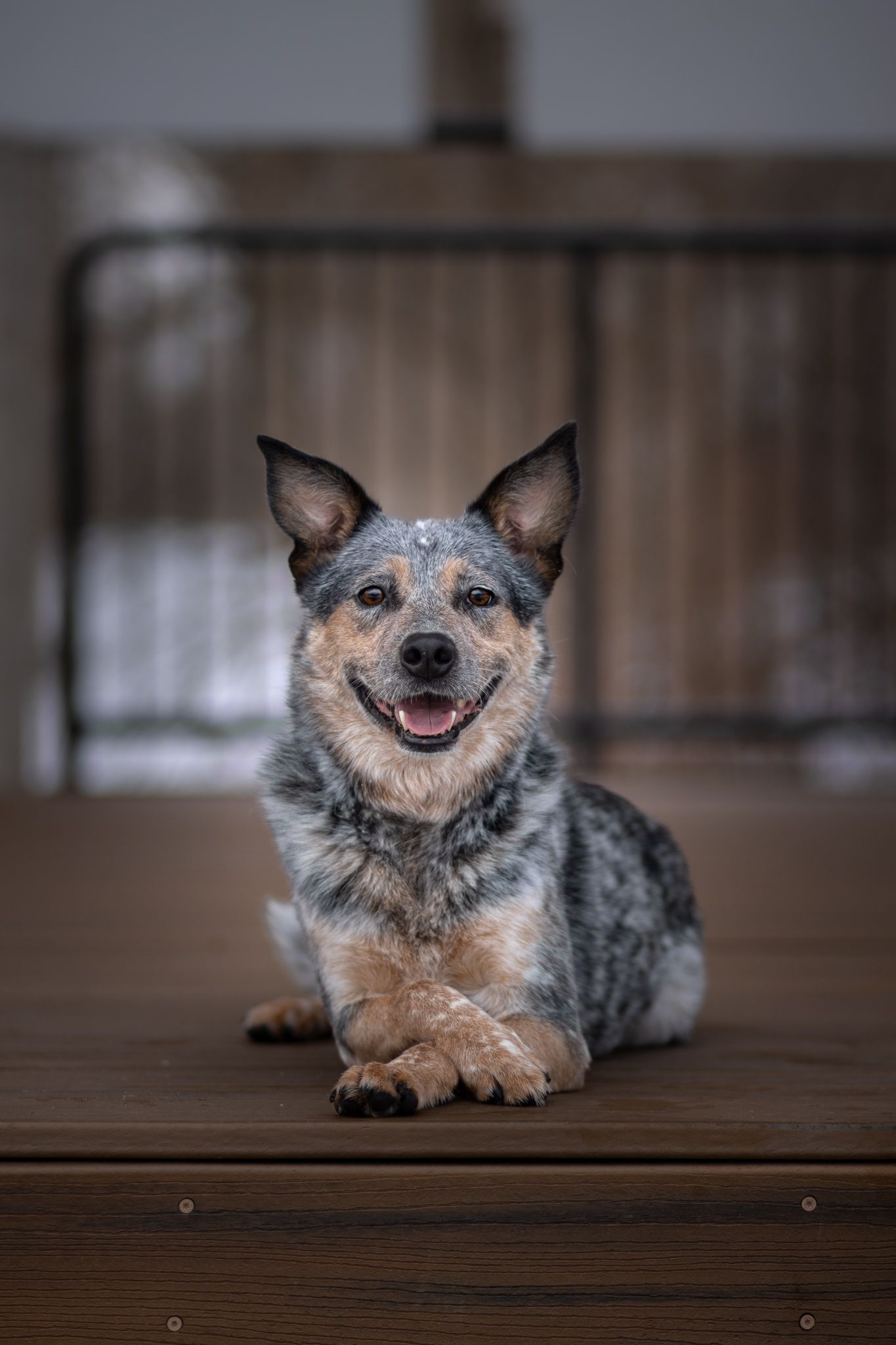 Happy Australian Cattle Dog lying on wooden deck with playful expression and blue-gray coat.