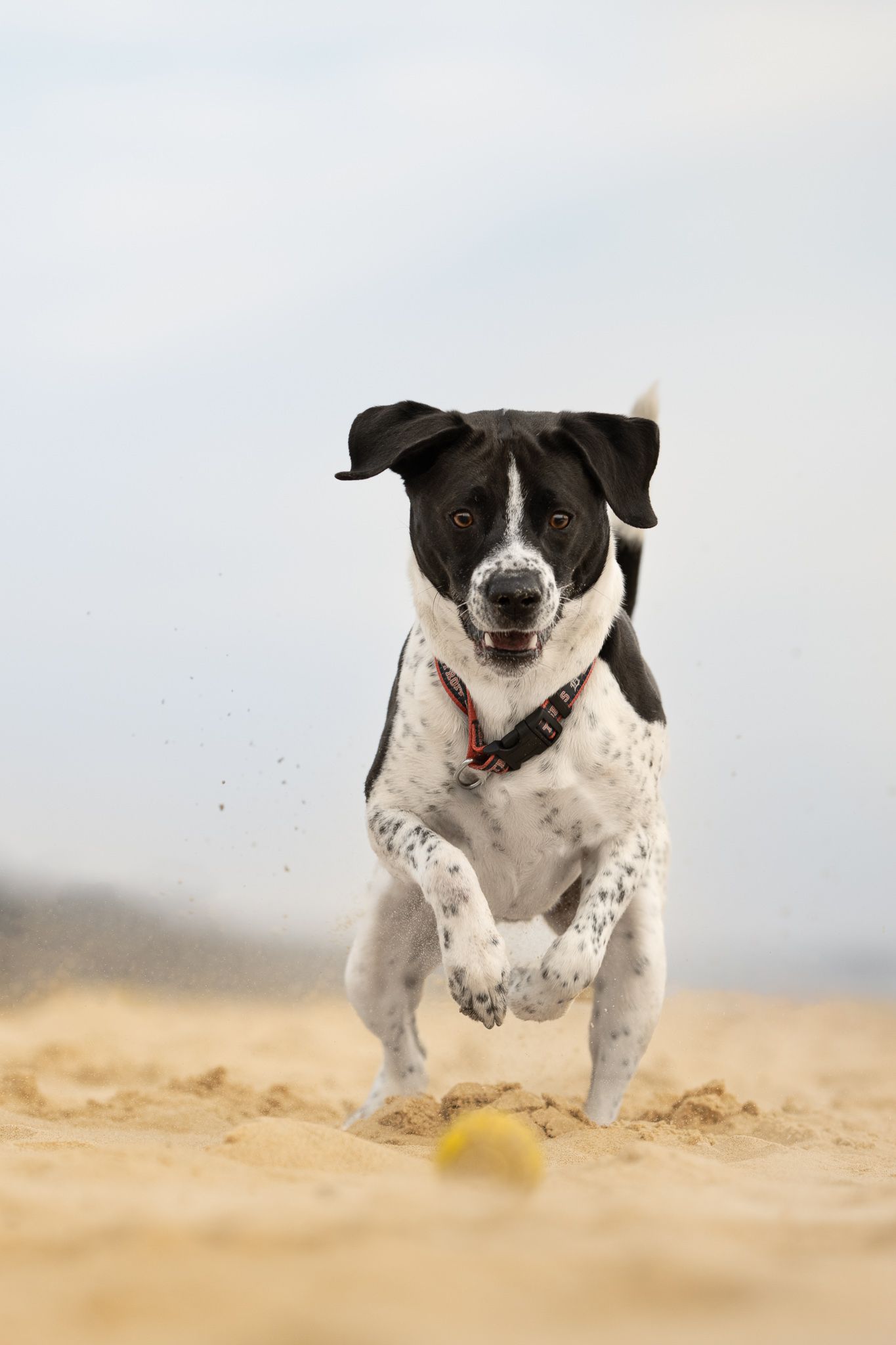 Black and white dog running and jumping playfully through sand at the beach in a sequence of action shots.