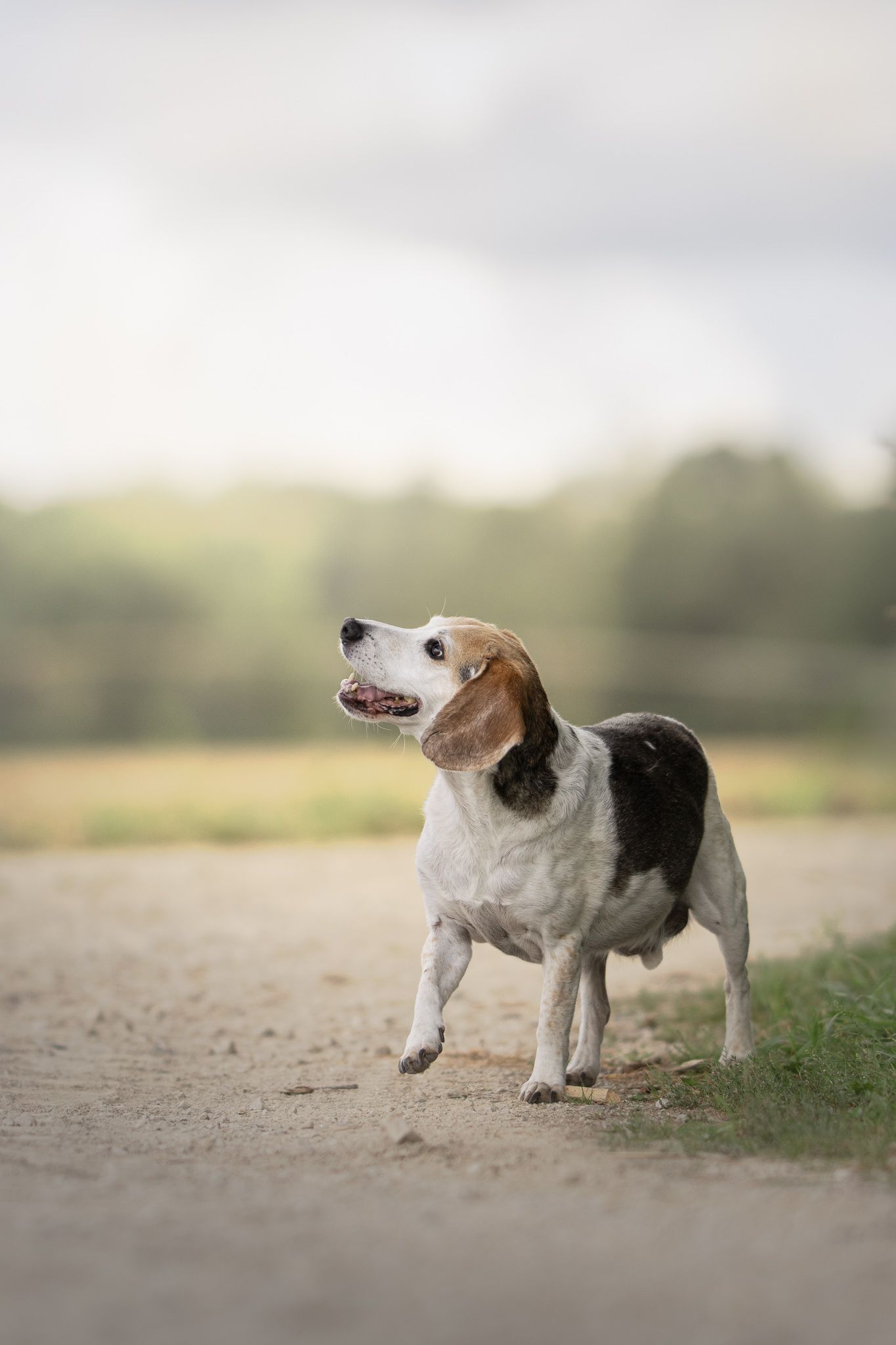 A sequence of five photos showing a beagle dog walking from left to right on a dirt path in soft focus.