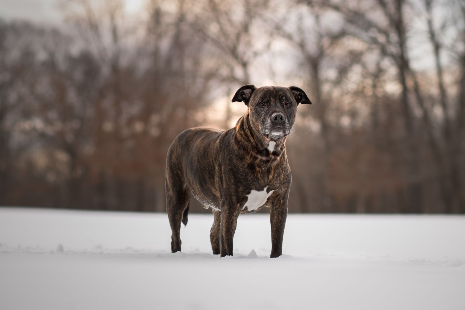 Dark brindle pit bull type dog stands alertly in snow covered field during golden hour.