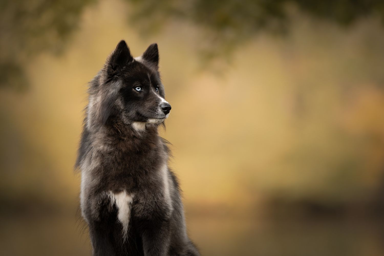 A black wolf with piercing eyes stands alert in a natural outdoor setting with a blurred golden background.