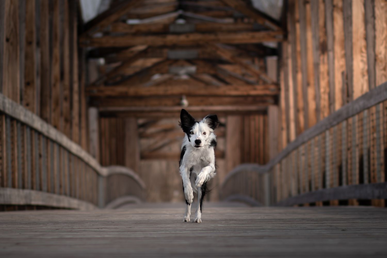 Black and white dog running energetically down a wooden covered bridge walkway.