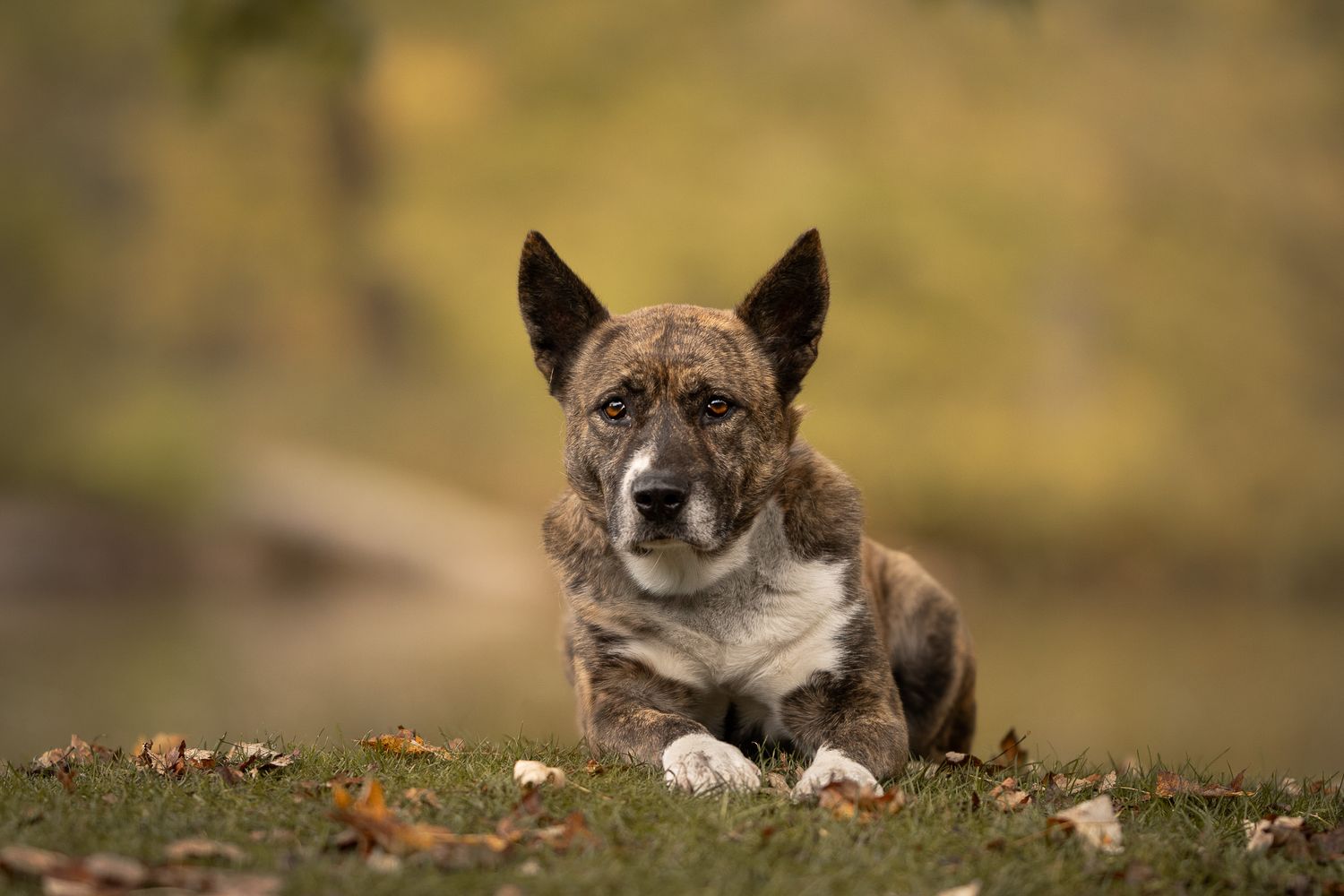 A brindle and white dog lies on a grassy hill with autumn leaves and a blurred natural background.