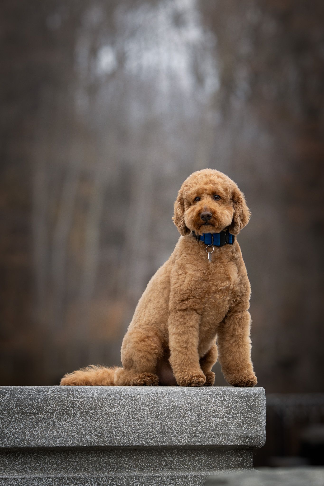 A goldendoodle dog with curly brown fur wearing a blue collar sits regally on a concrete ledge outdoors.