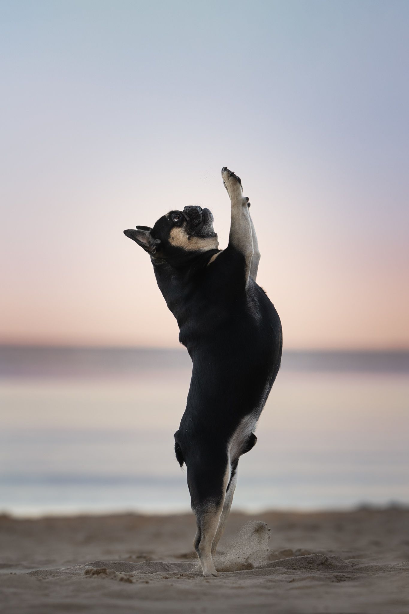 A sequence of photos showing a black cat stretching and doing yoga-like poses on a beach at sunset.