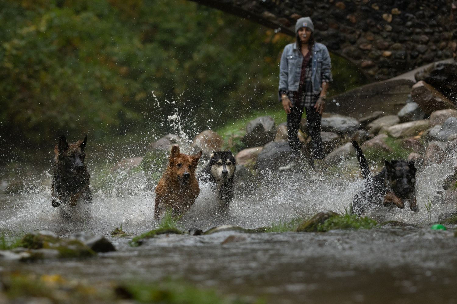 Four wolf-like dogs splash through a shallow rocky stream while a person in a gray hooded jacket watches from the bank.