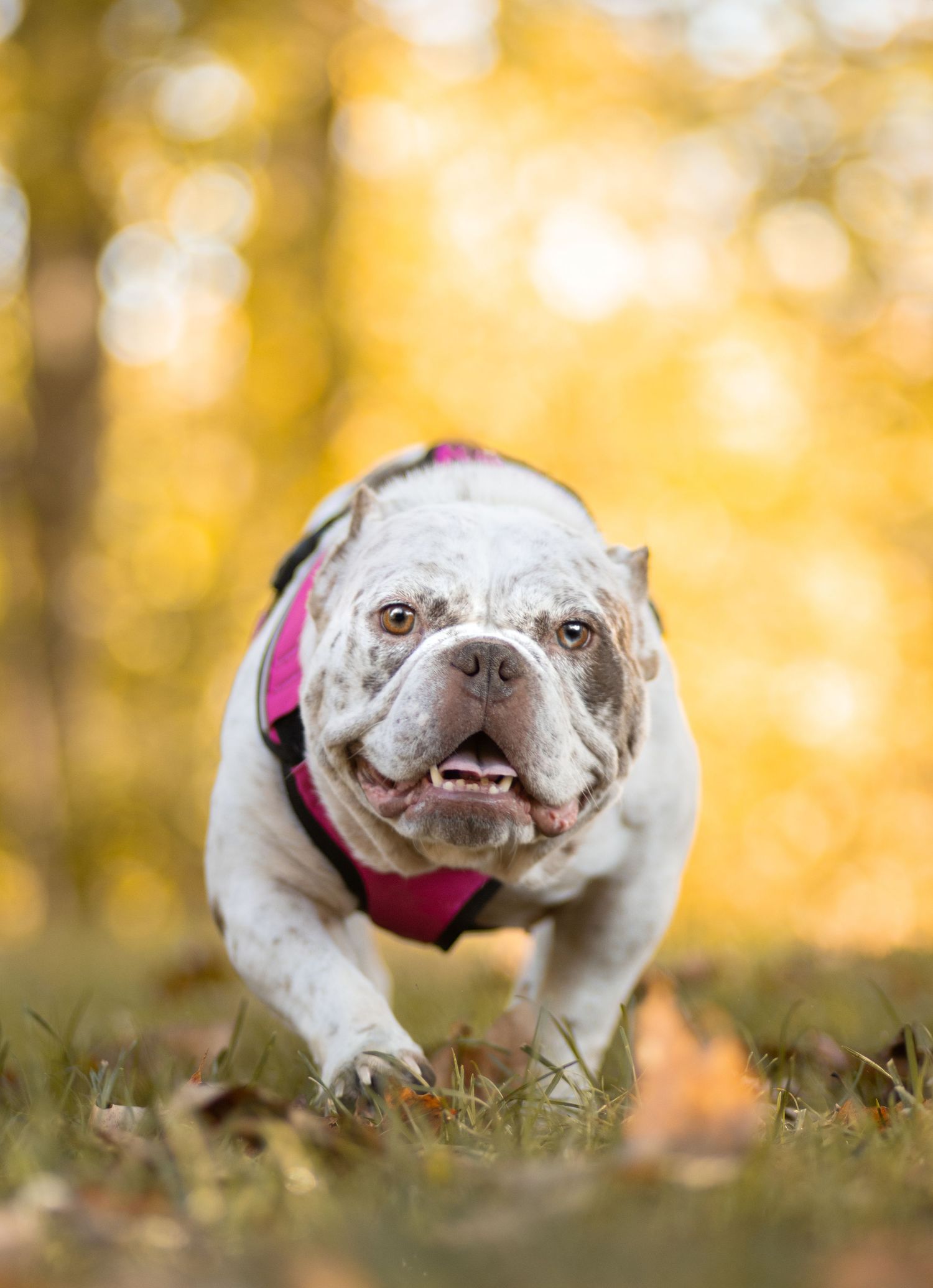 A white bulldog wearing a pink harness runs through grass with autumn colors in background.