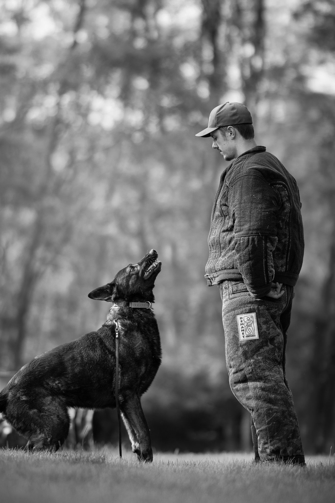A black dog and person in overalls practice obedience training commands in a grassy outdoor setting.