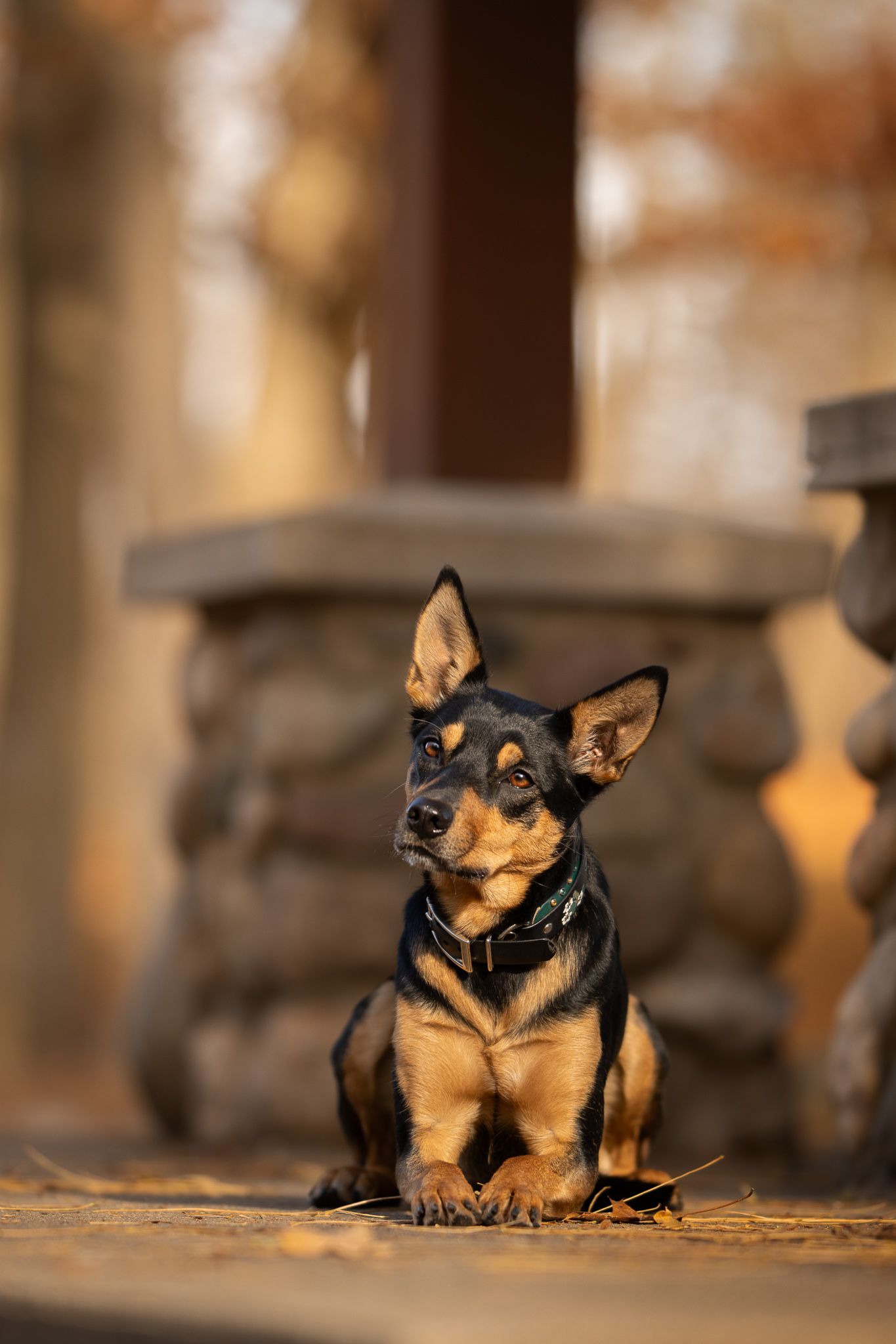 Small black and tan dog lies on ground in warm sunlight showing different playful expressions in sequence.