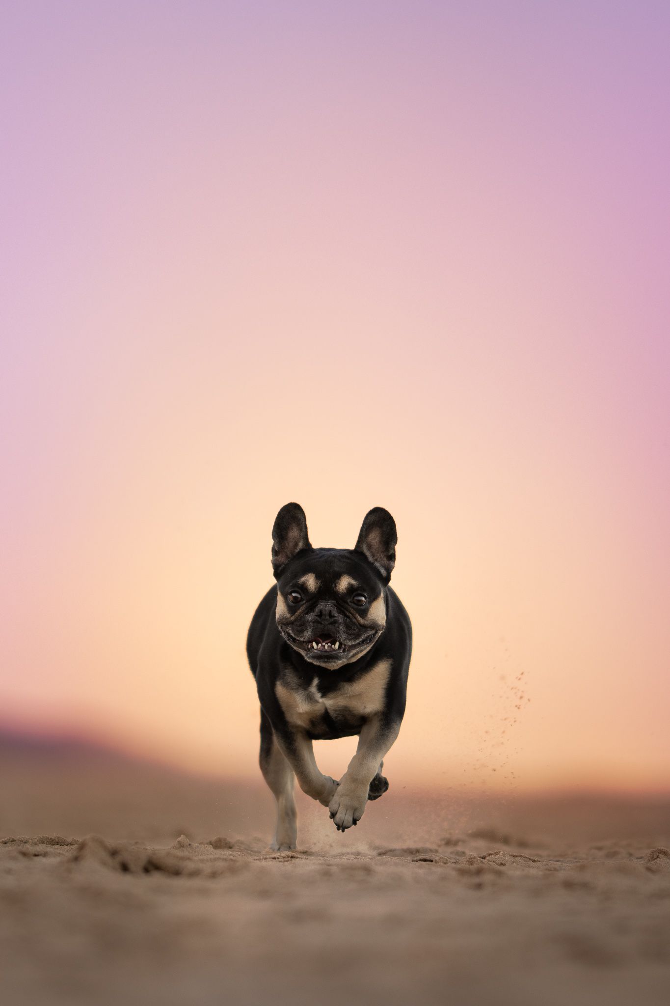 A playful French Bulldog runs and jumps across sand dunes at sunset creating a series of action shots.