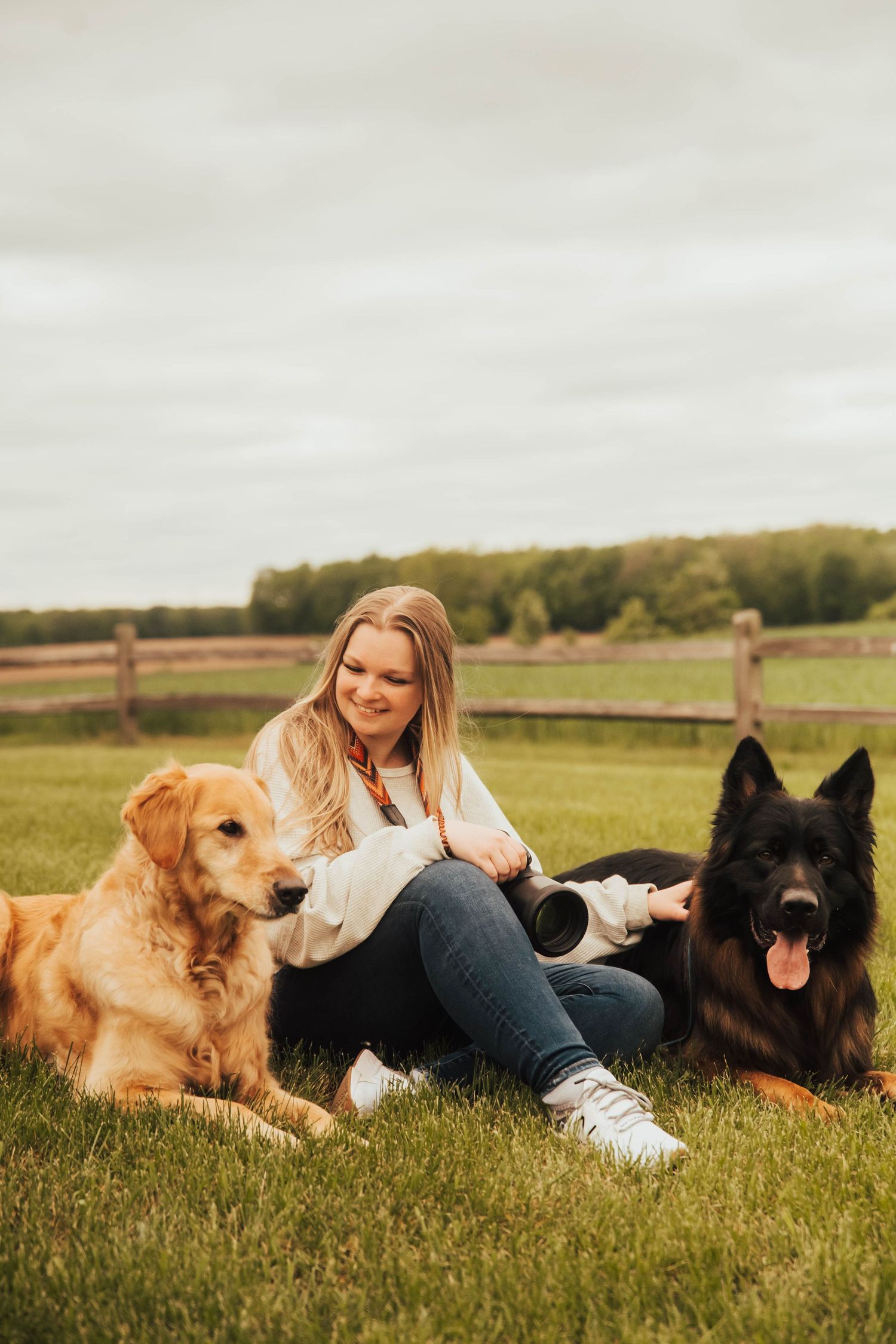 A group of Golden Retrievers and a black dog lay relaxing in a sunny meadow with a companion.