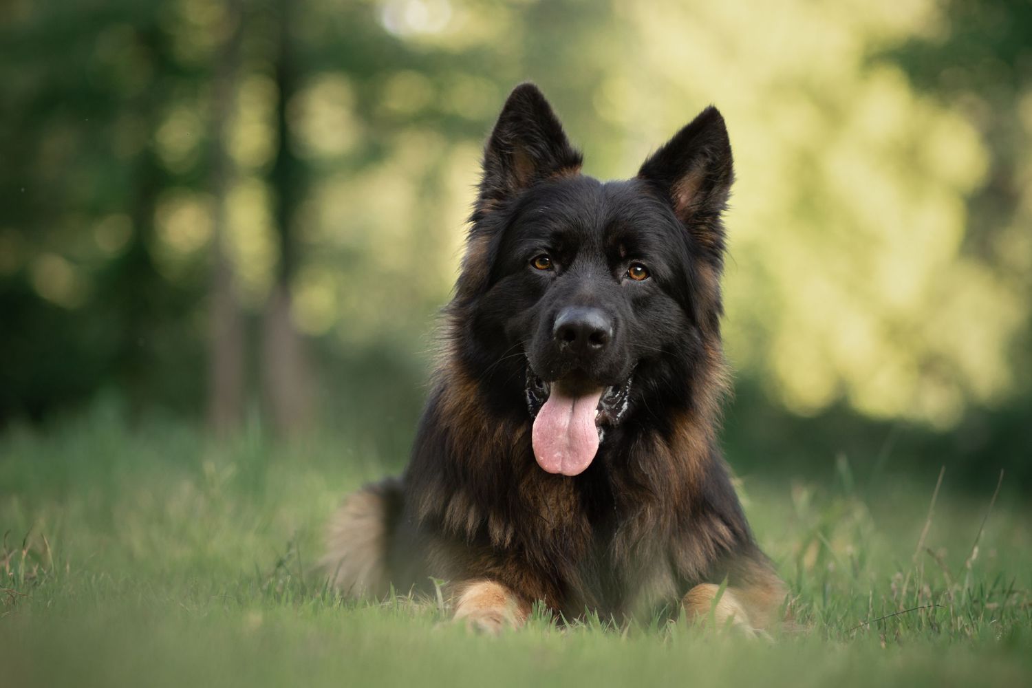 Black and tan German Shepherd lying in grass with soft bokeh background.