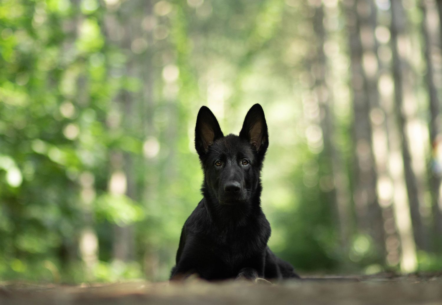 Black German shepherd puppy lying on forest path with soft green bokeh background.
