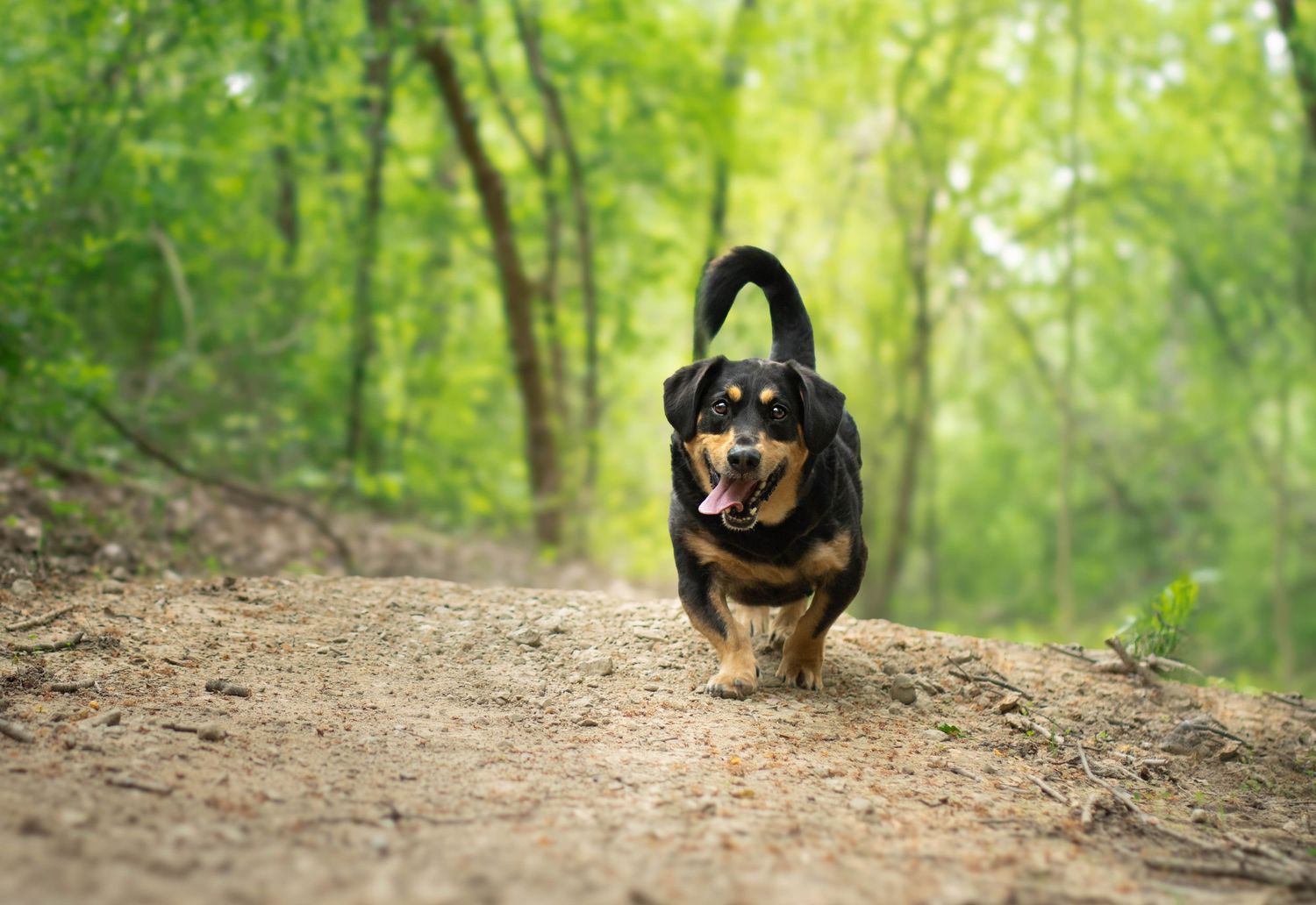 Small black and brown dog running happily on a dirt trail through a green forest.